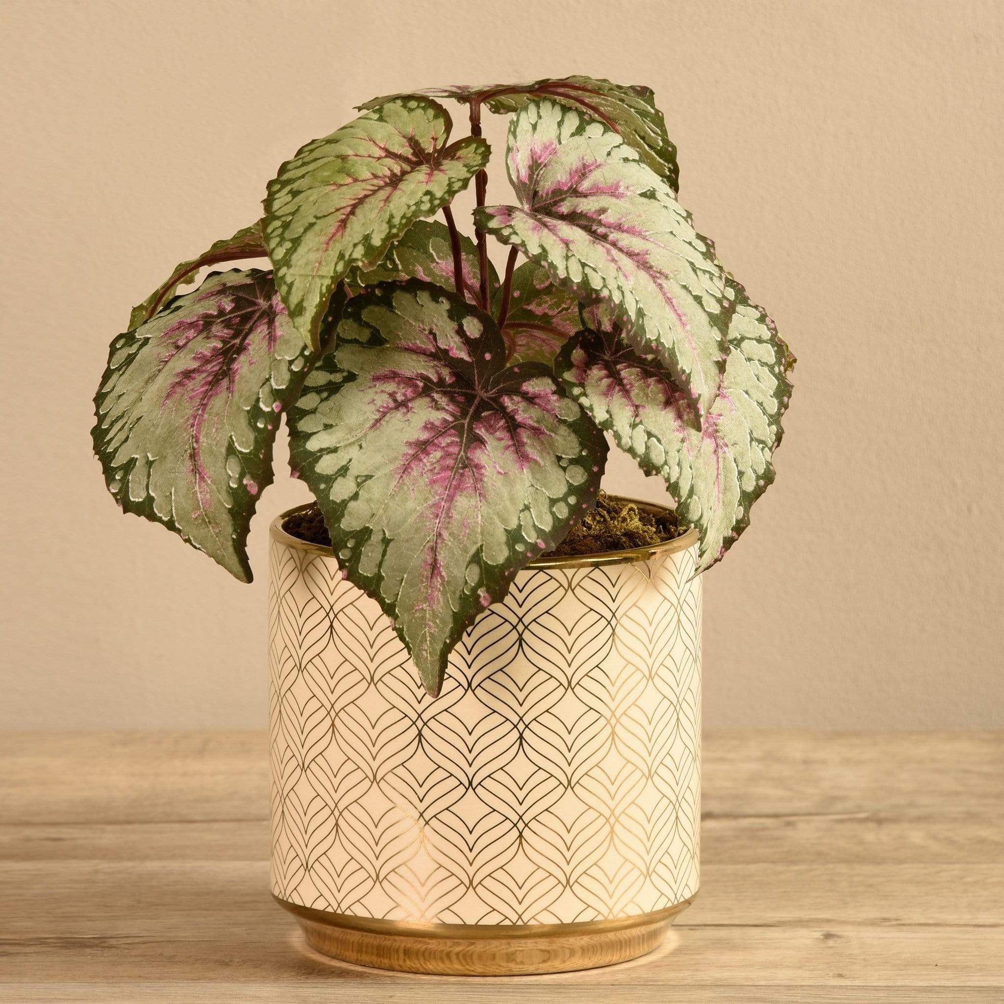 Potted Red Begonia