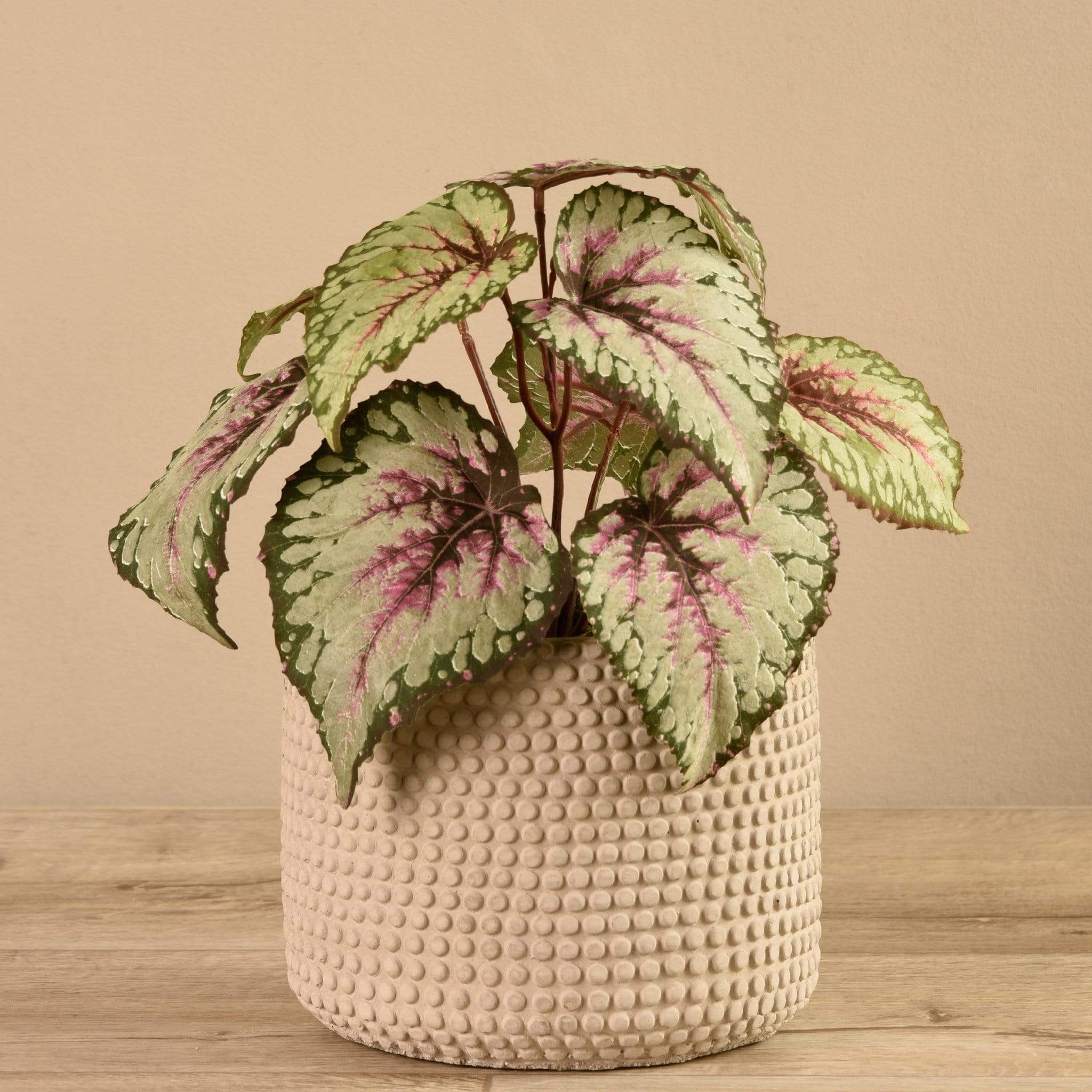 Potted Rex Begonia