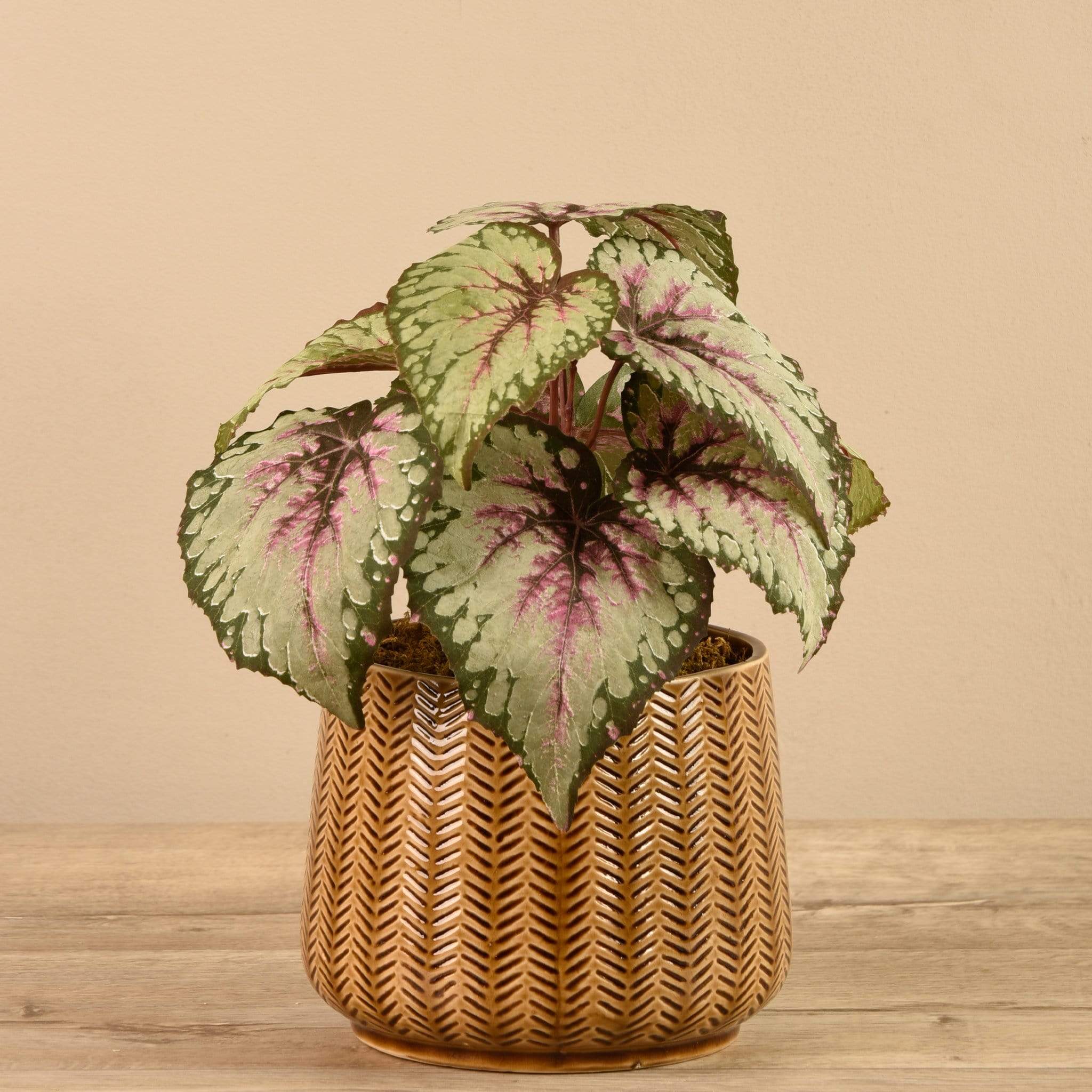 Potted Rex Begonia