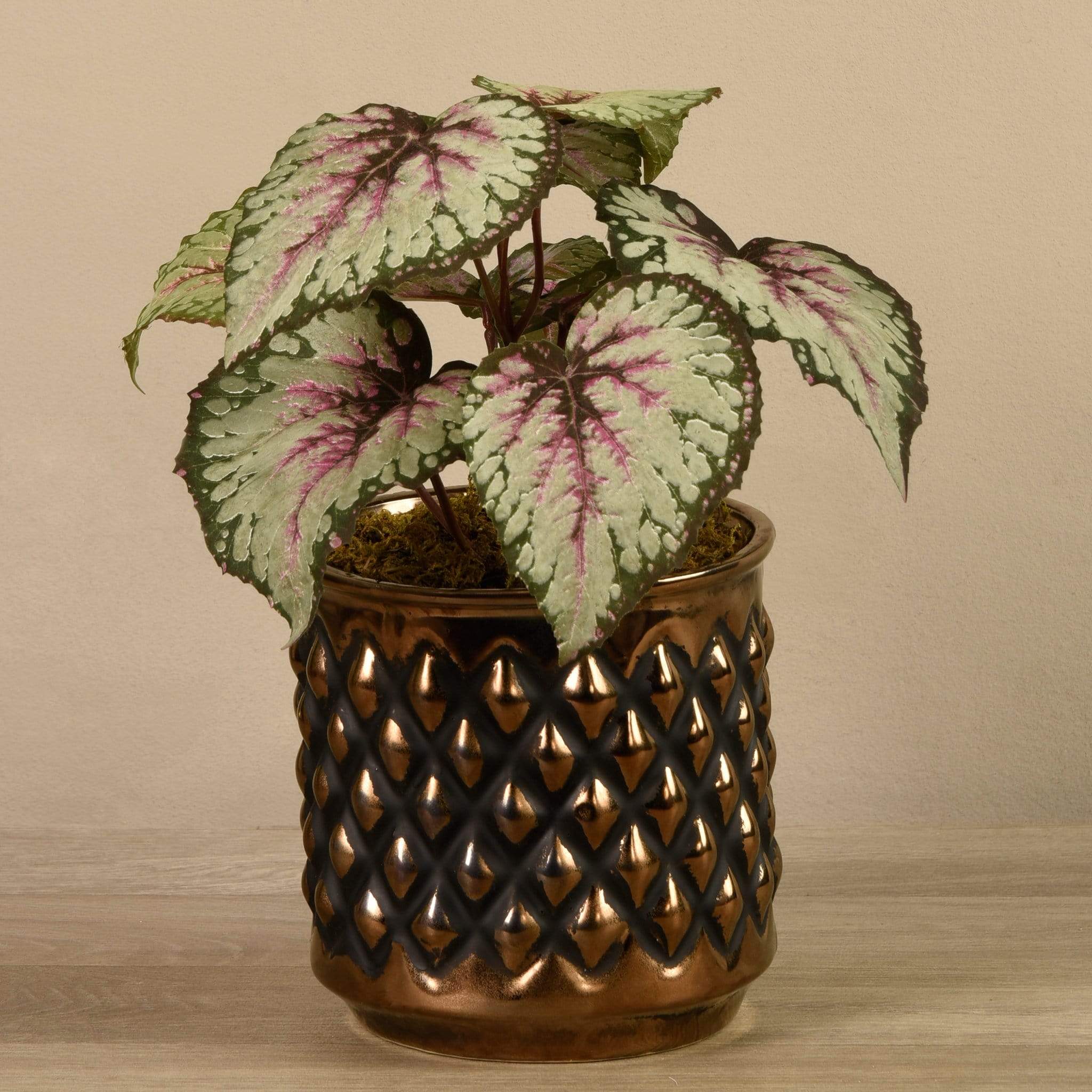 Potted Rex Begonia