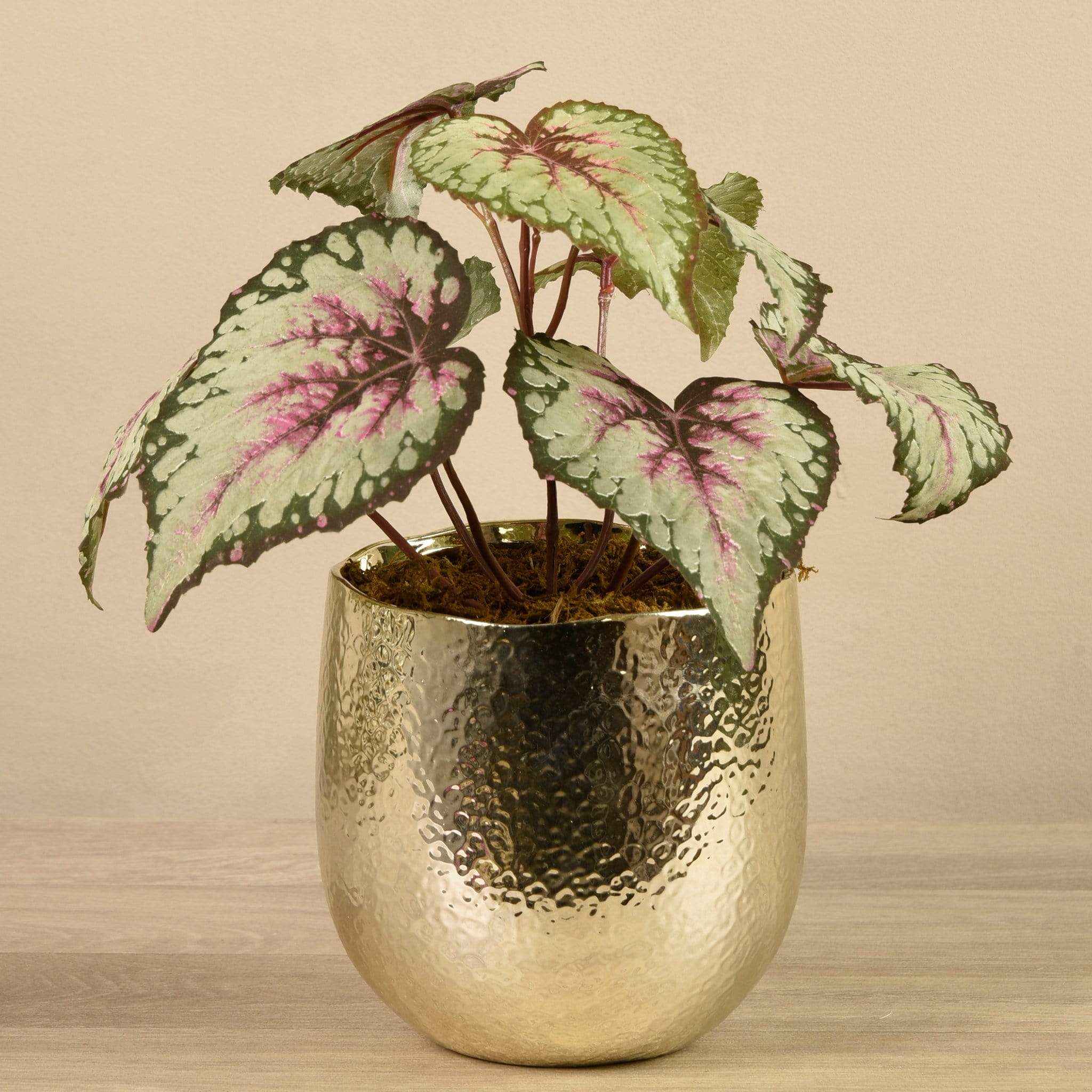 Potted Rex Begonia