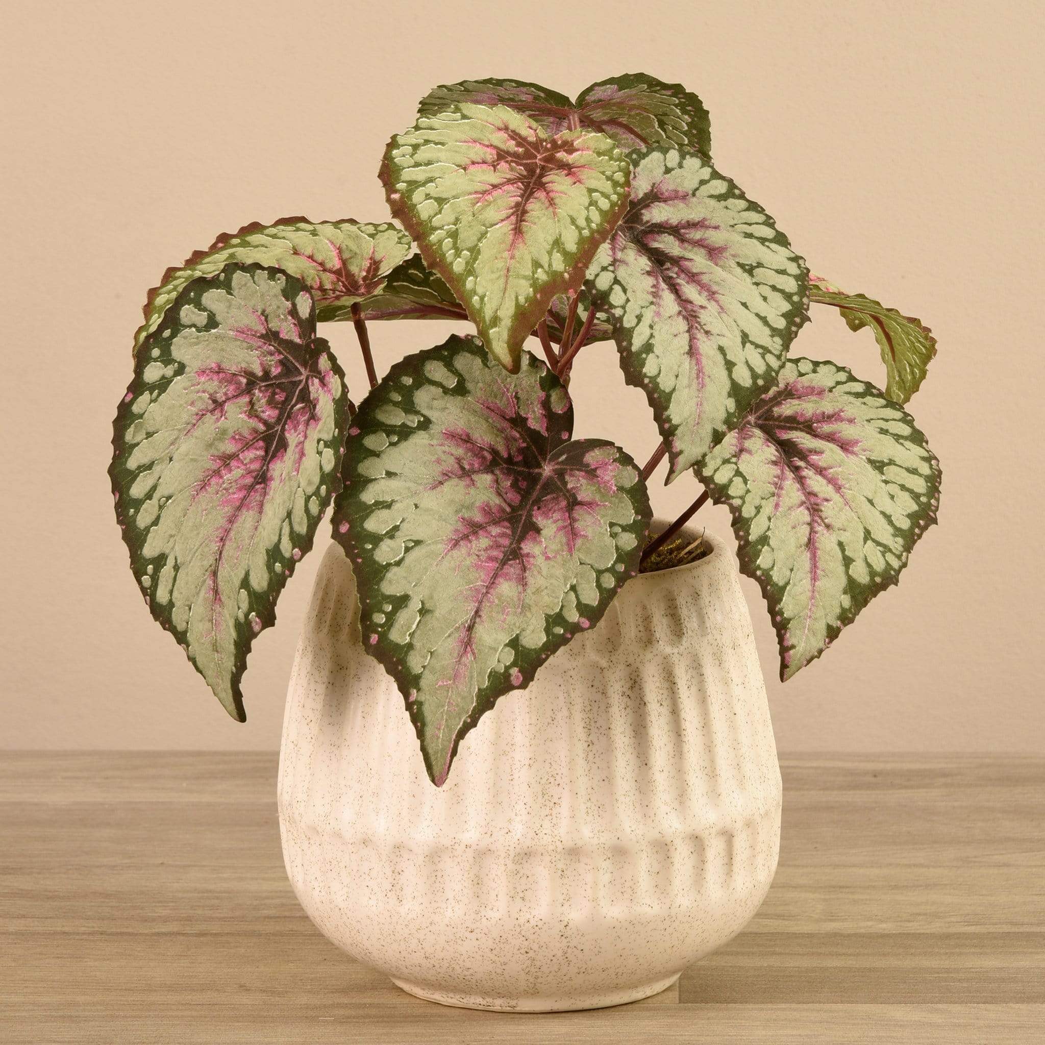 Potted Rex Begonia