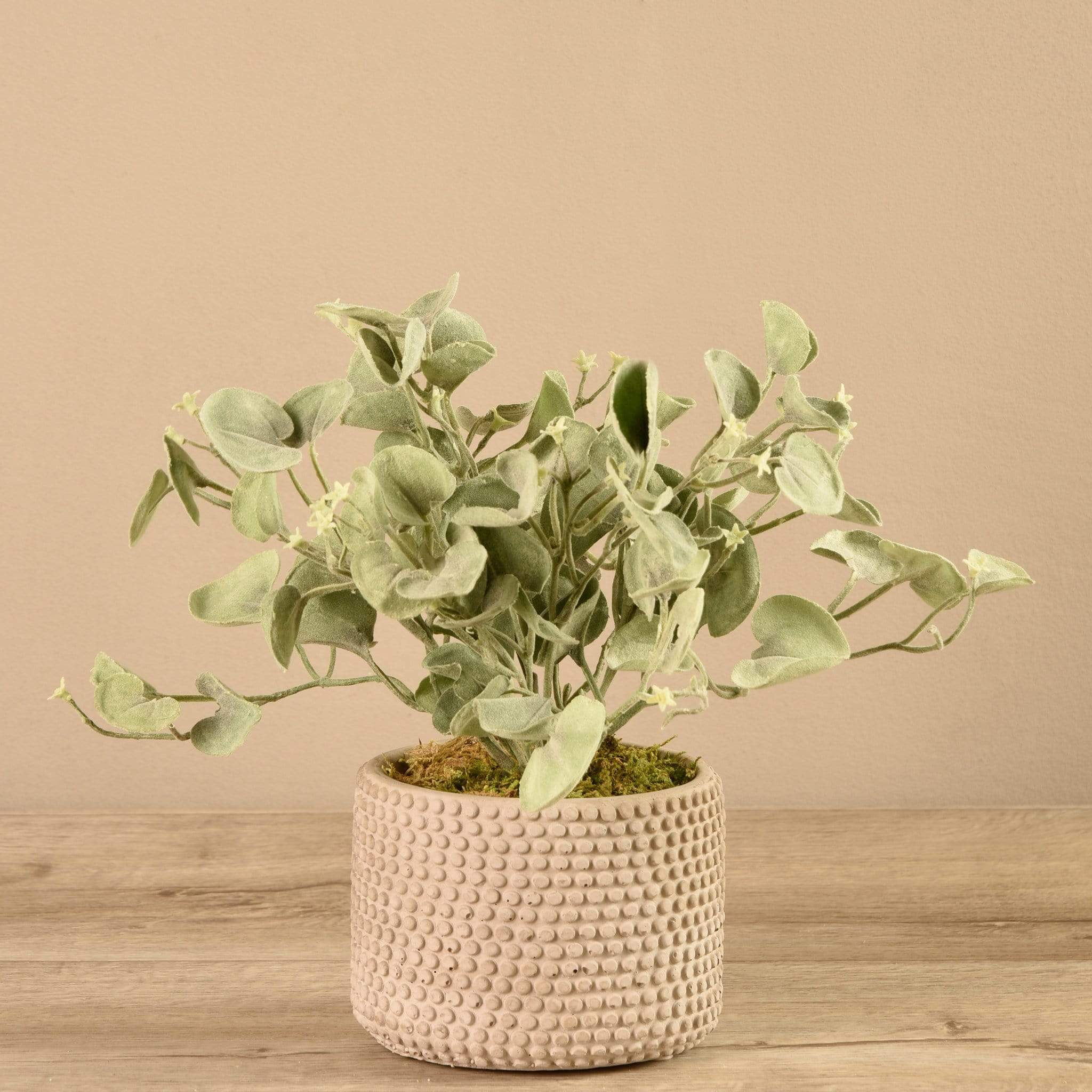 Potted Silver Fall