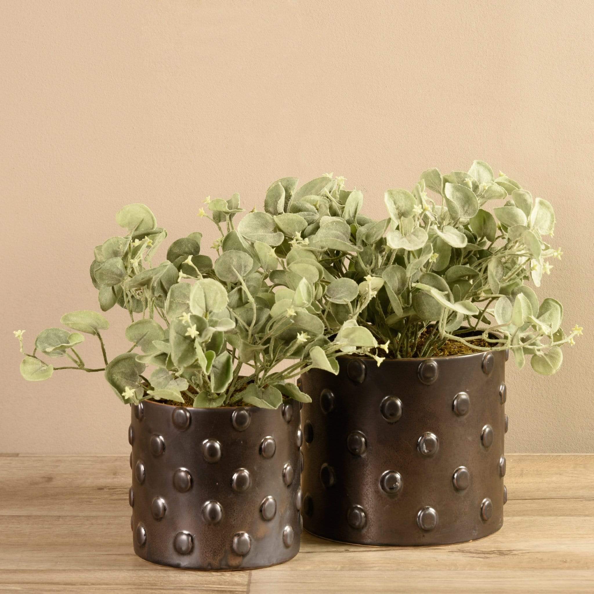 Potted Silver Fall