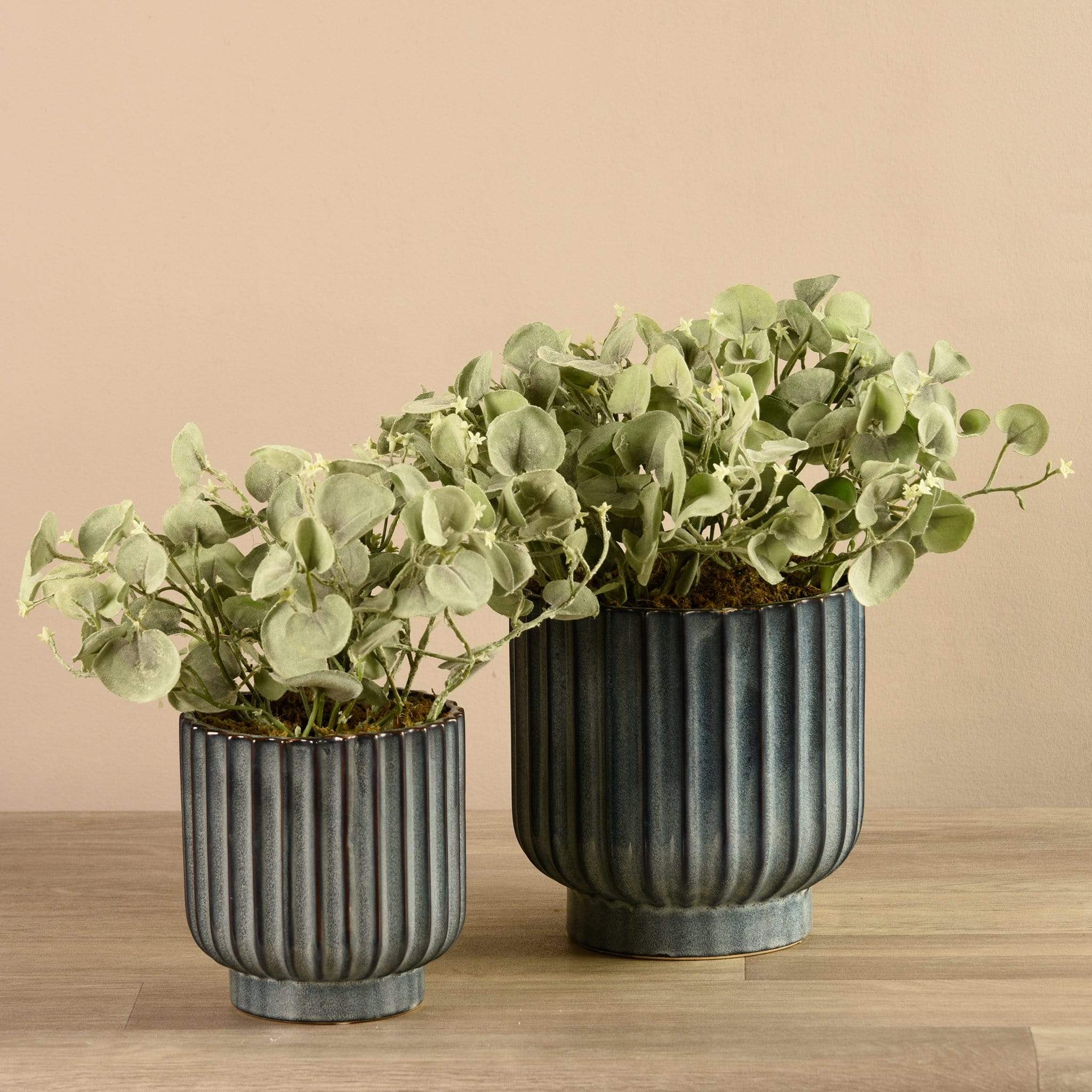 Potted Silver Fall