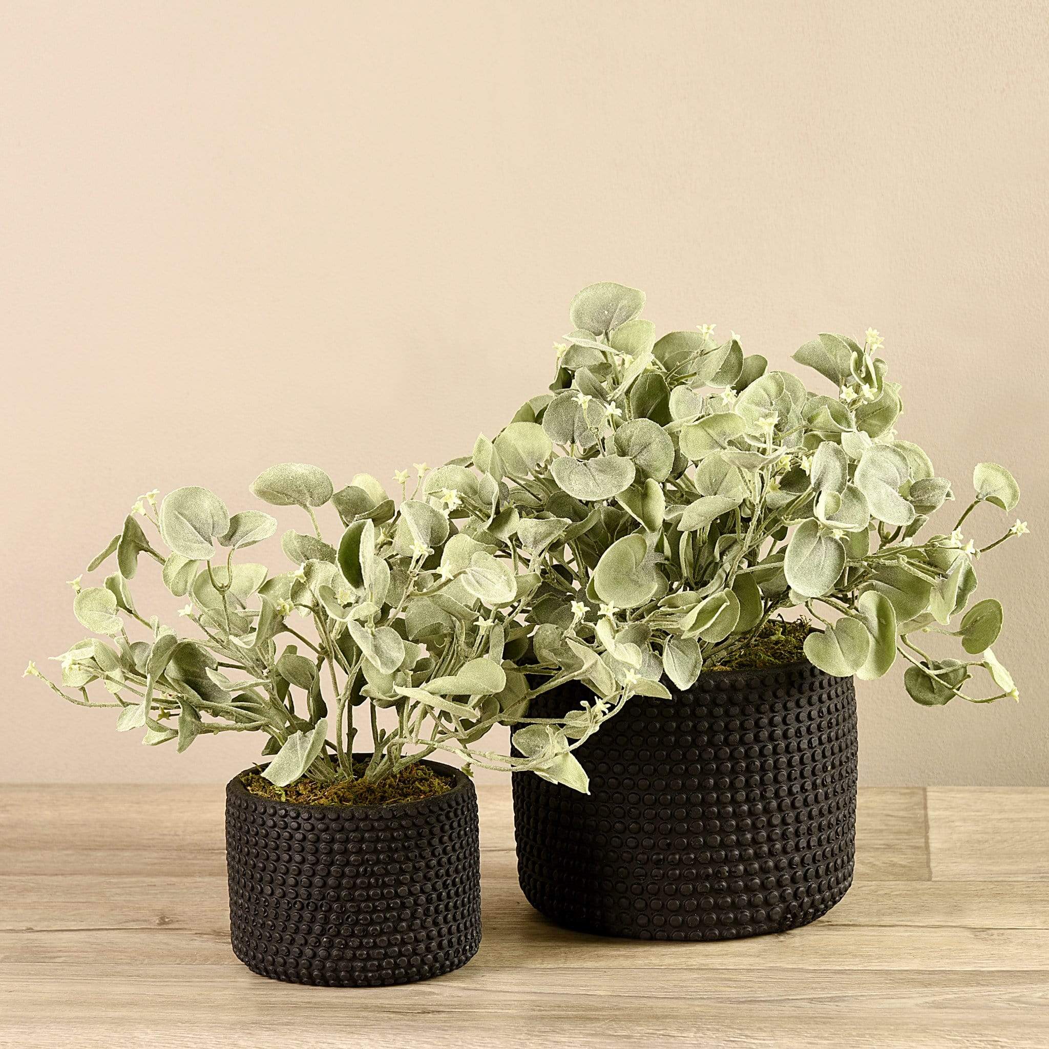 Potted Silver Fall