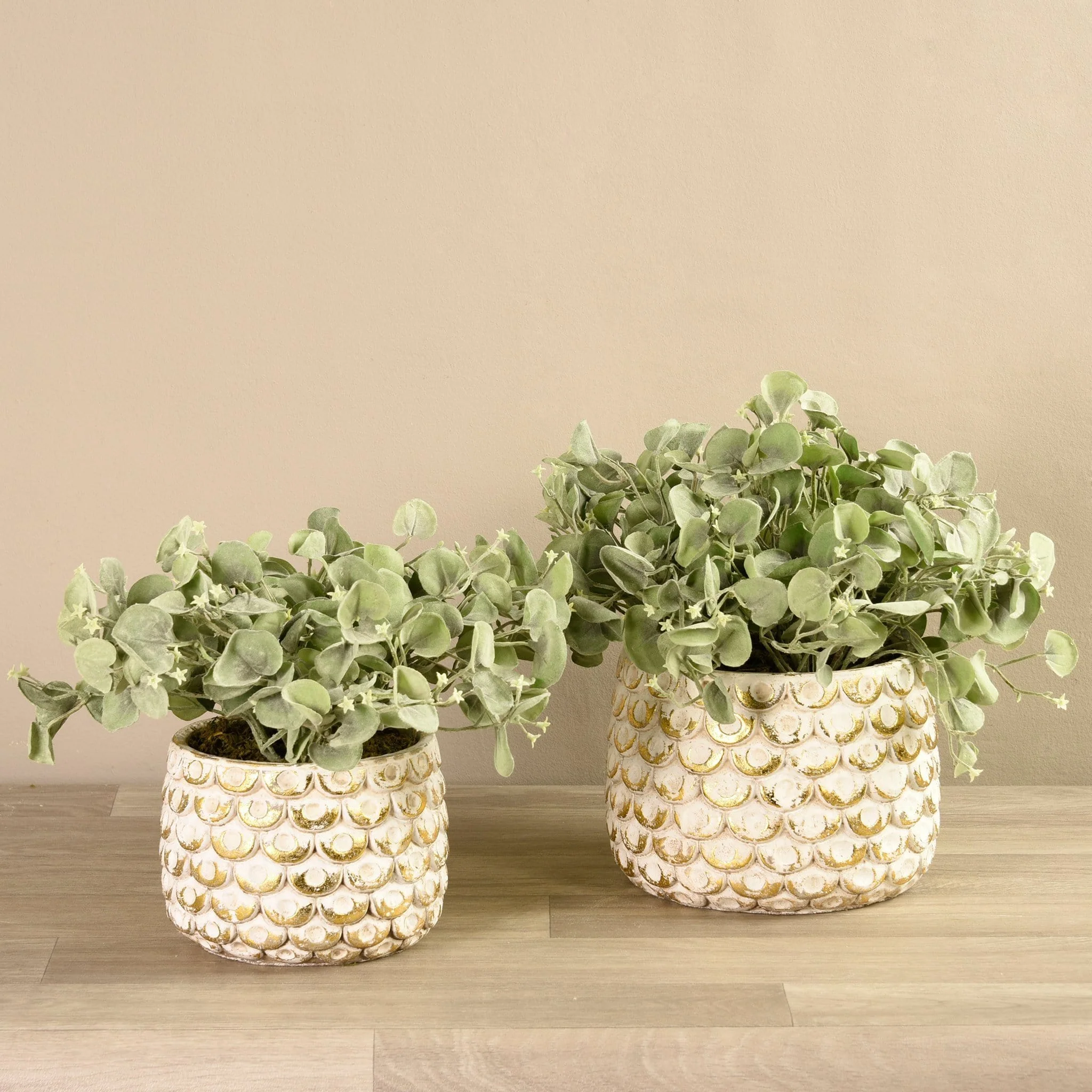 Potted Silver Fall Plant