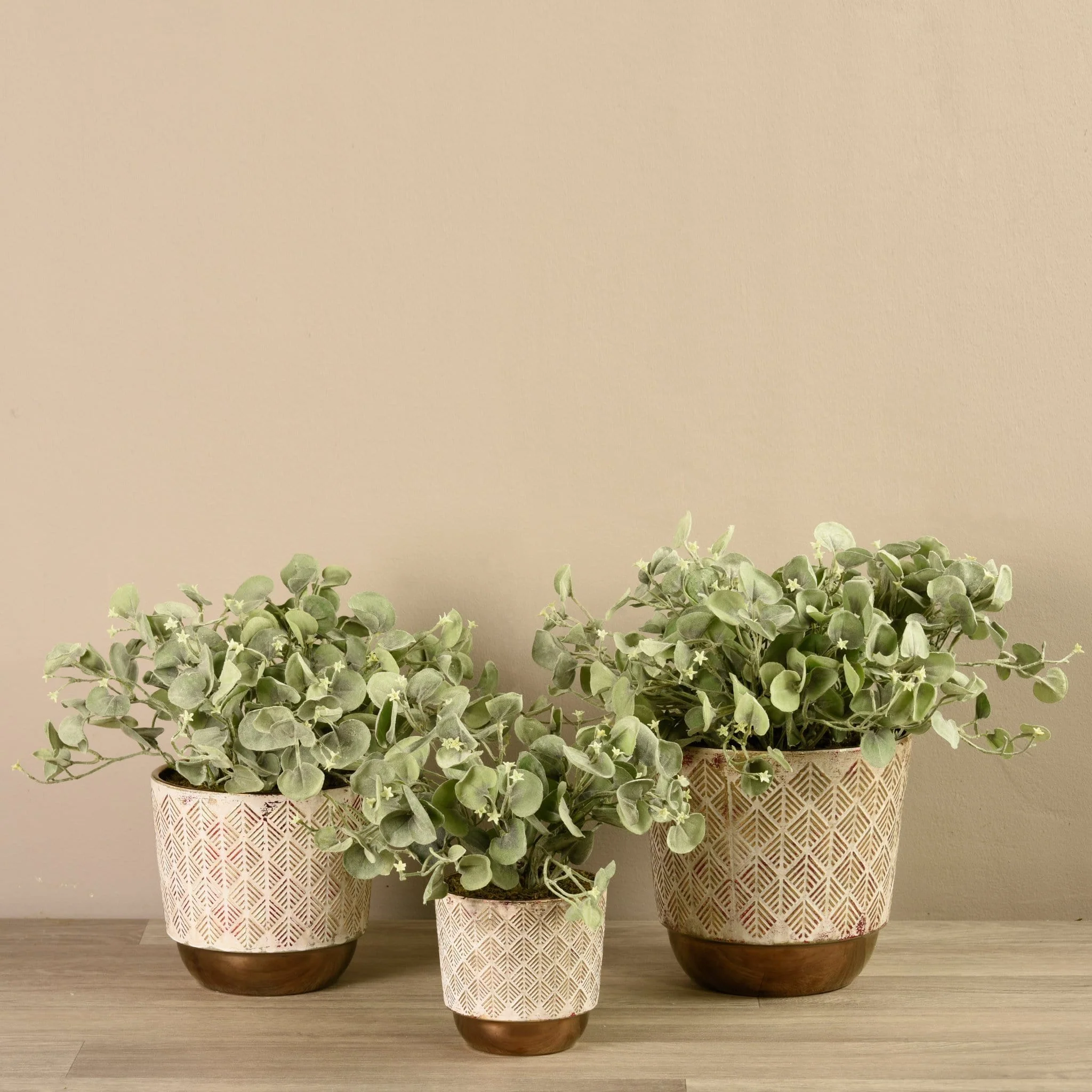 Potted Silver Fall Plant