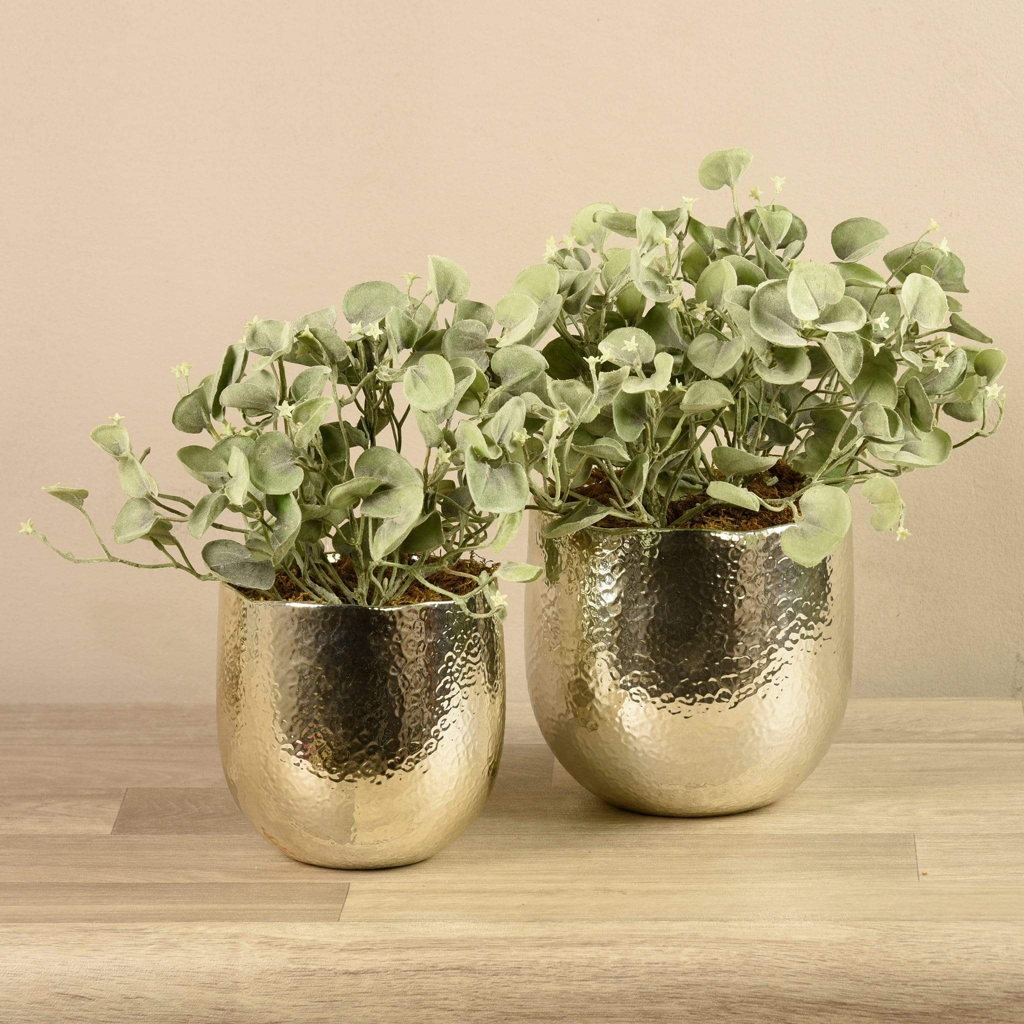 Potted Silver Fall Plant