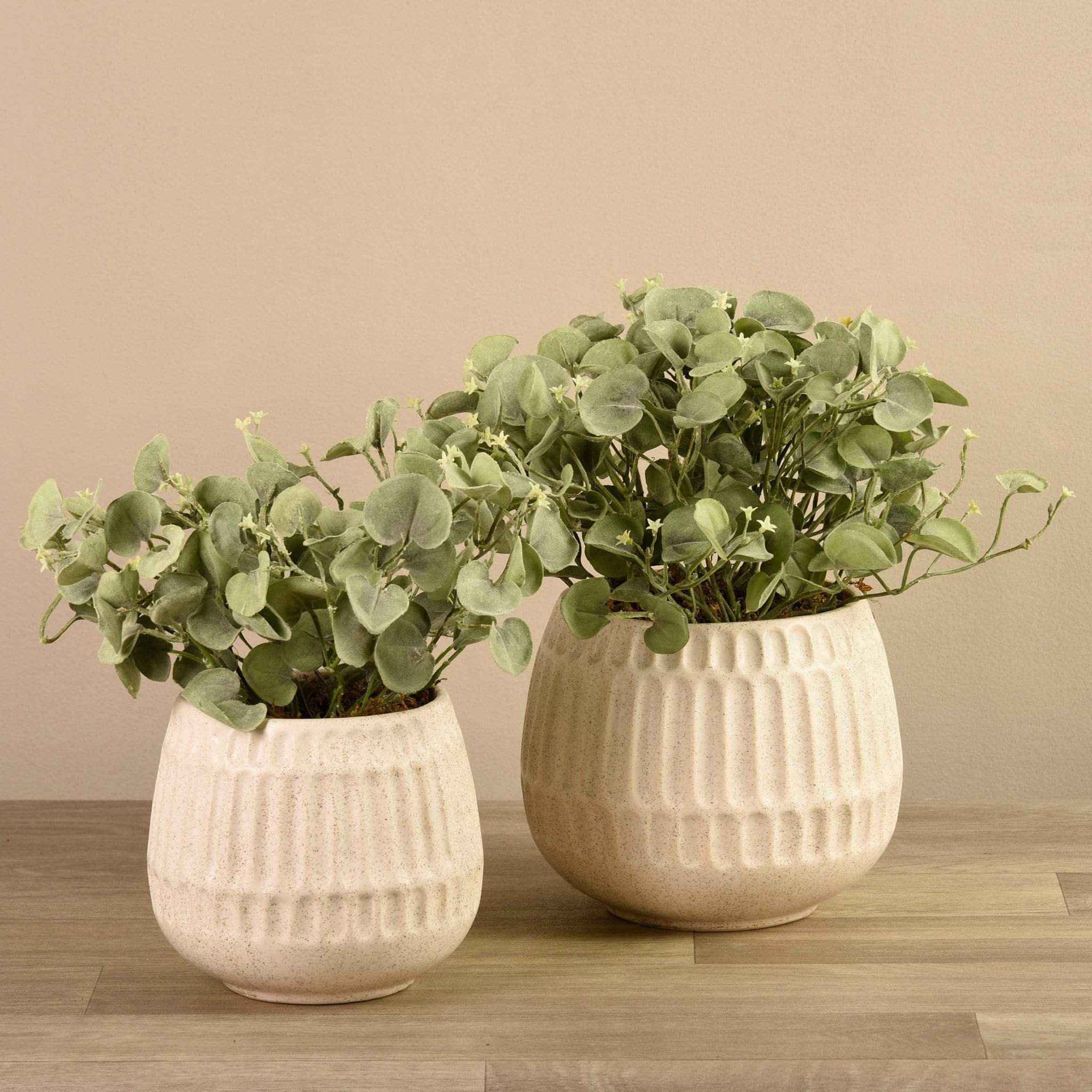 Potted Silver Fall Plant