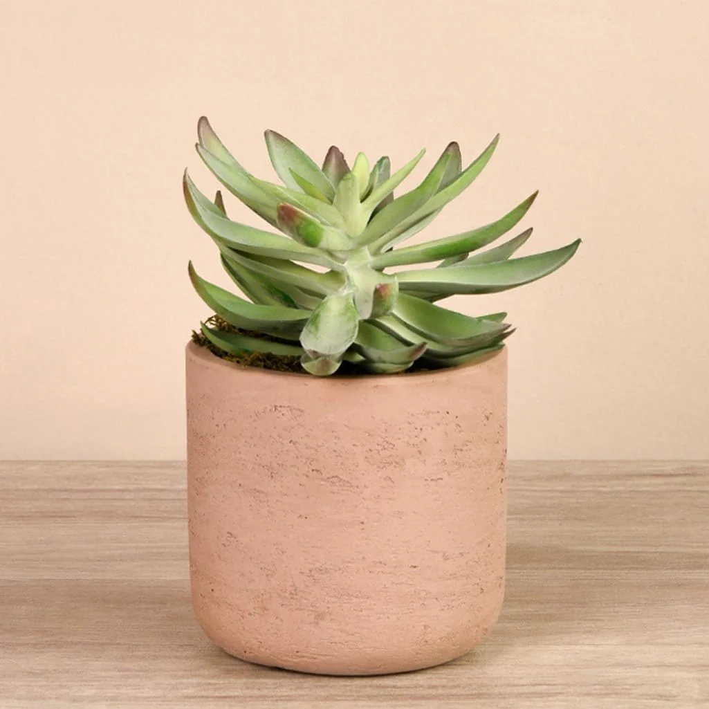 Artificial Desert Echeveria Succulent - Image 2