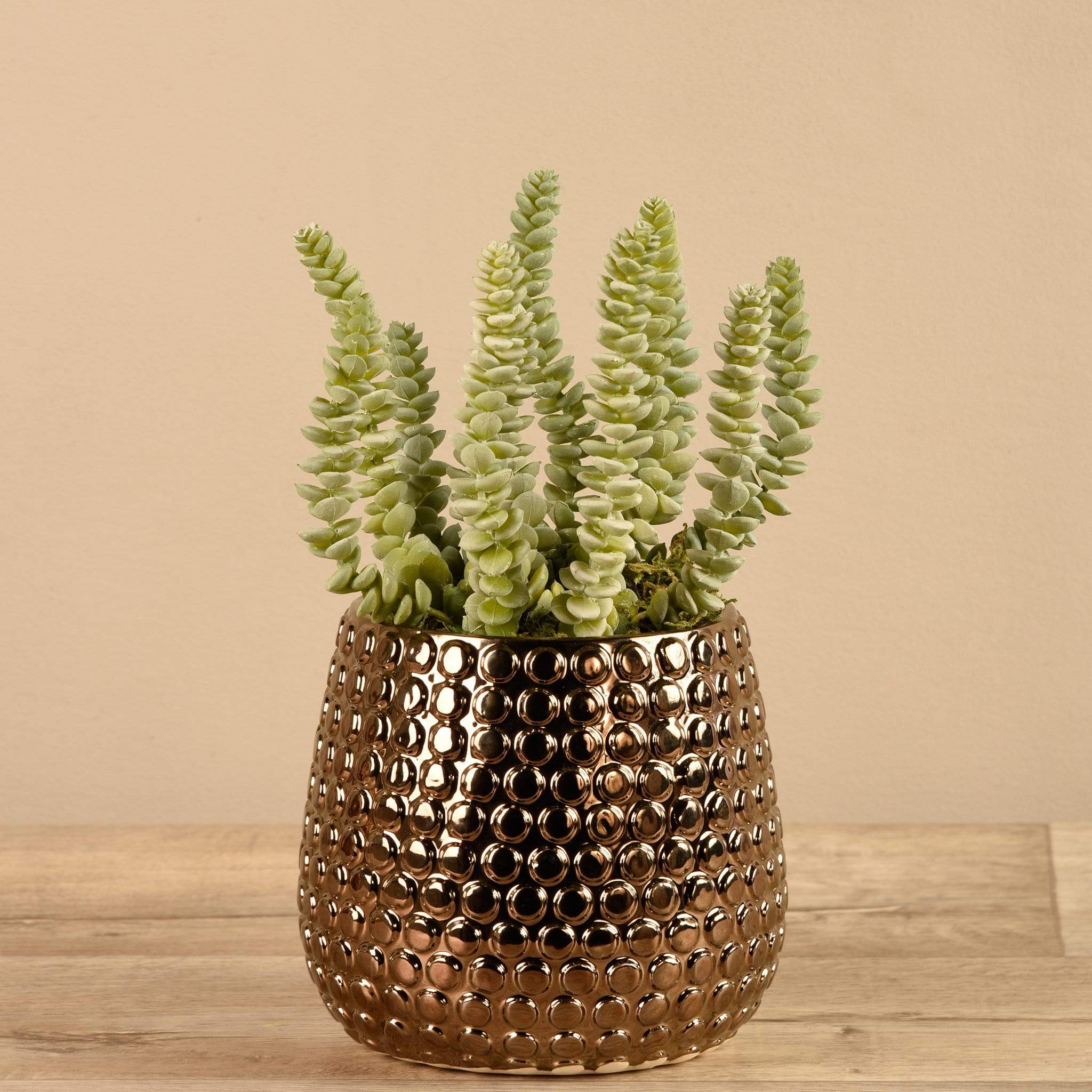 Potted Succulent