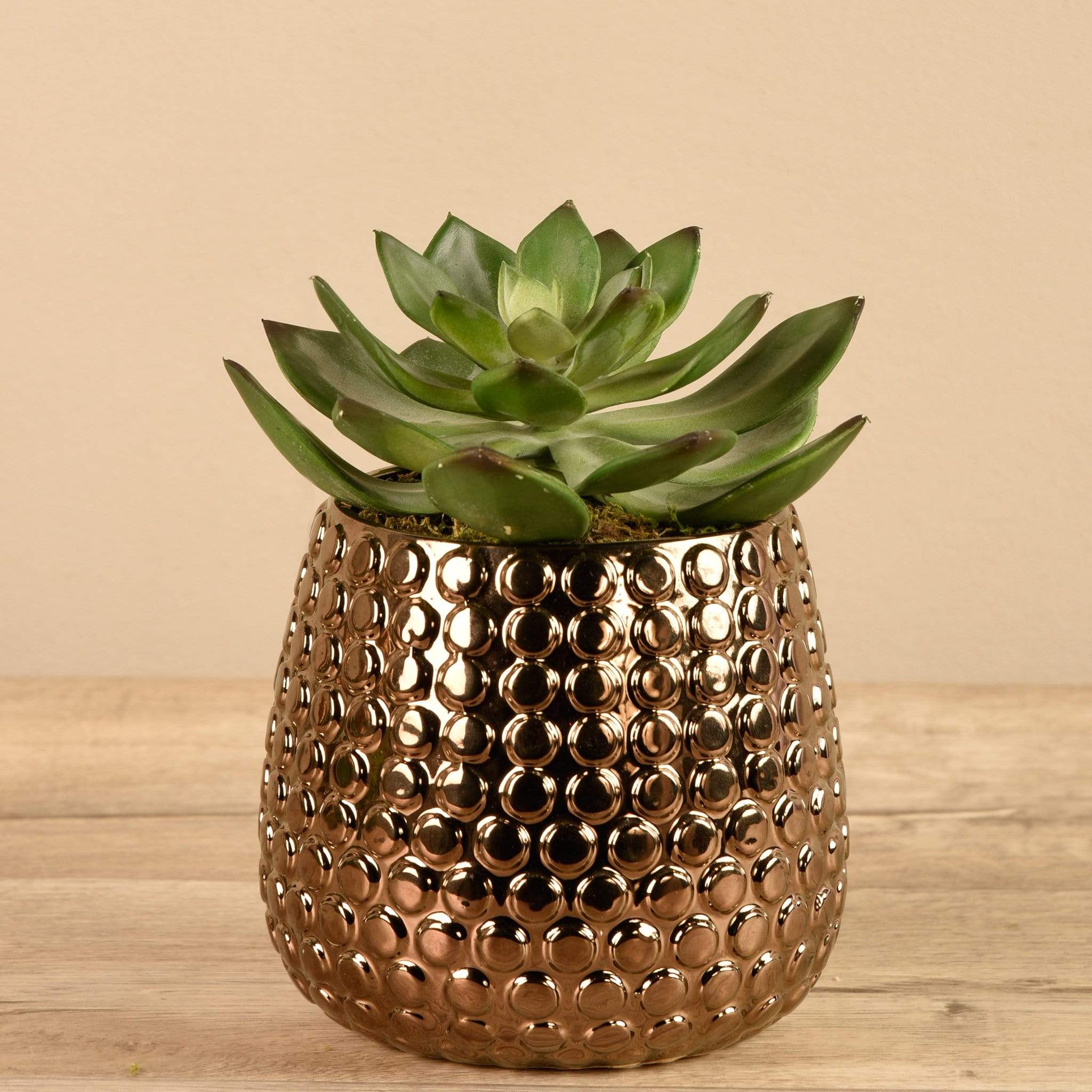 Potted Succulent