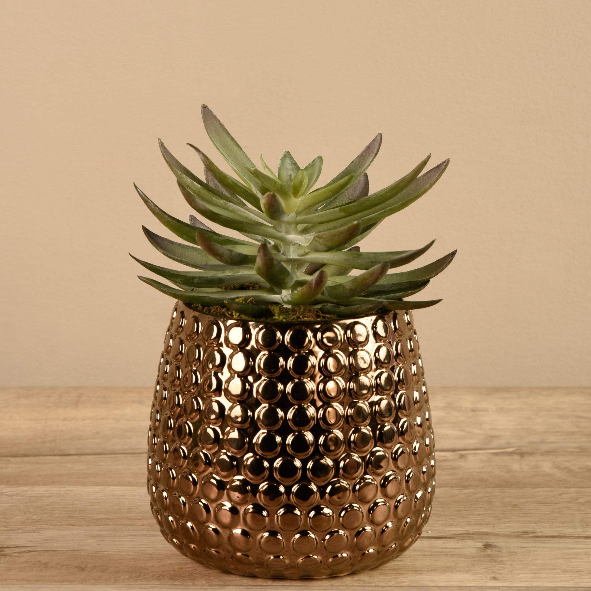 Potted Succulent