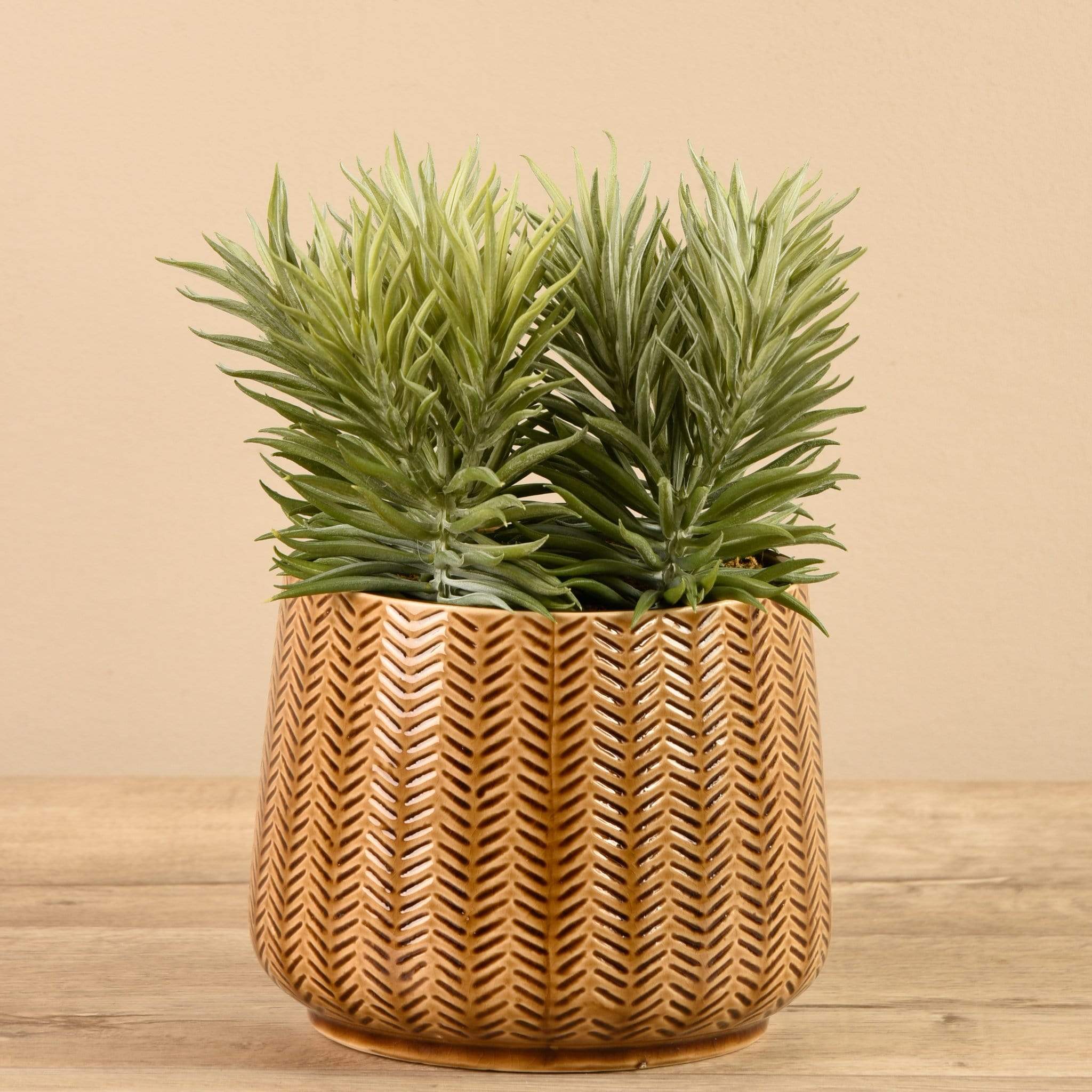 Potted Succulent