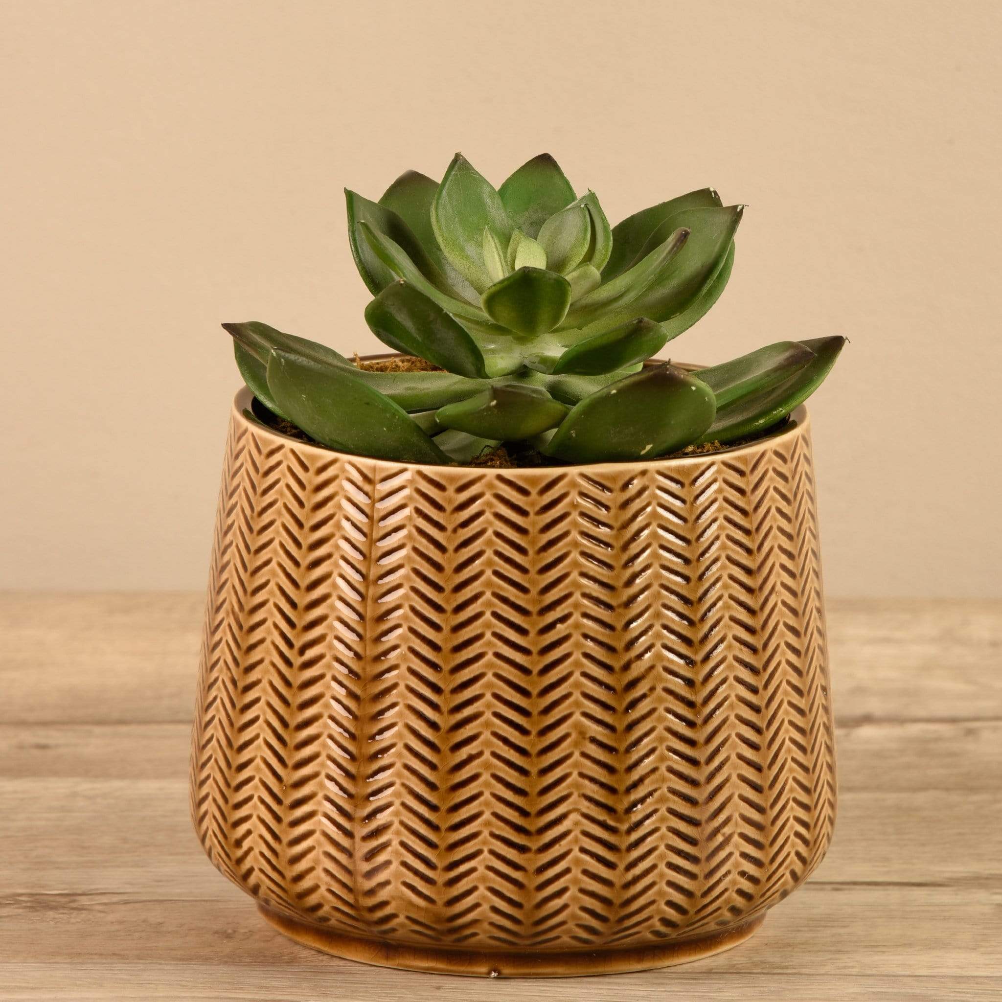 Potted Succulent