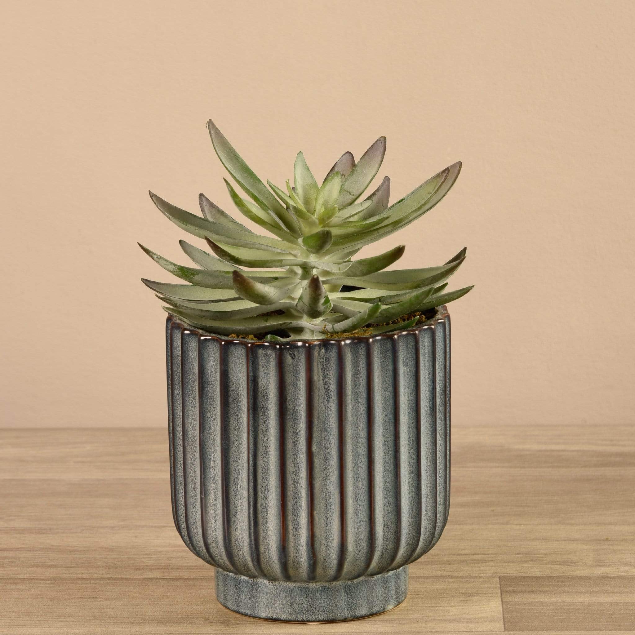Potted Succulent
