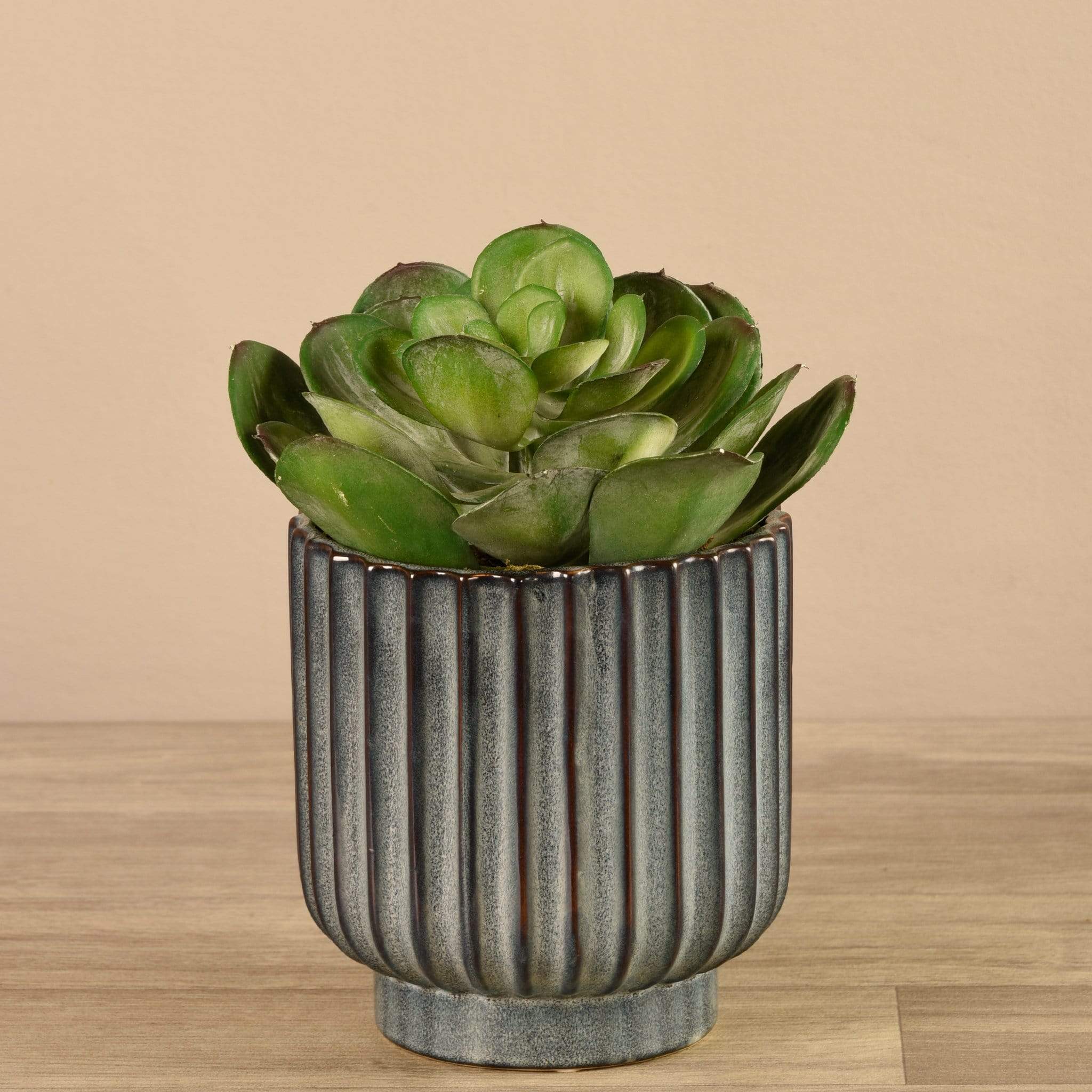 Potted Succulent