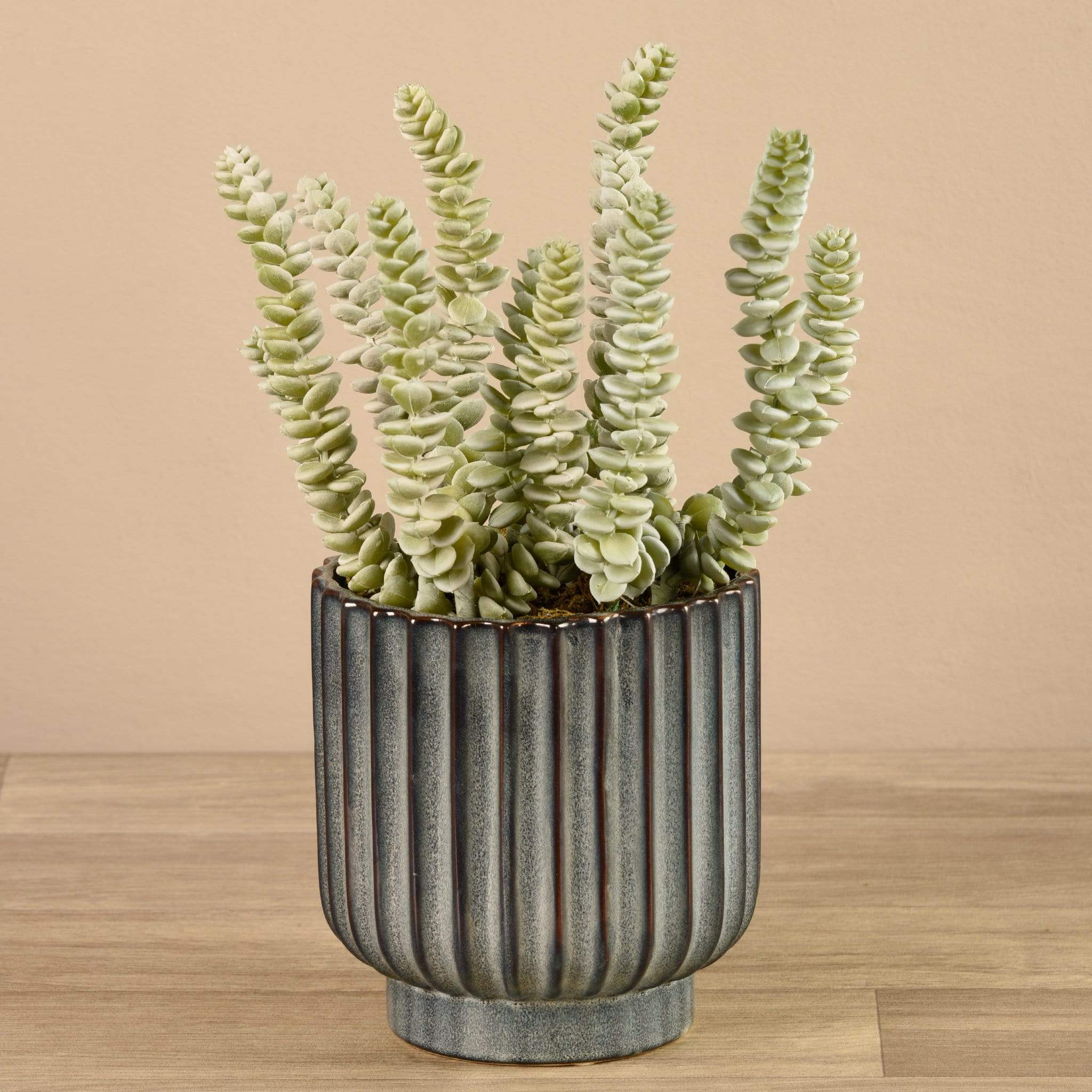 Potted Succulent
