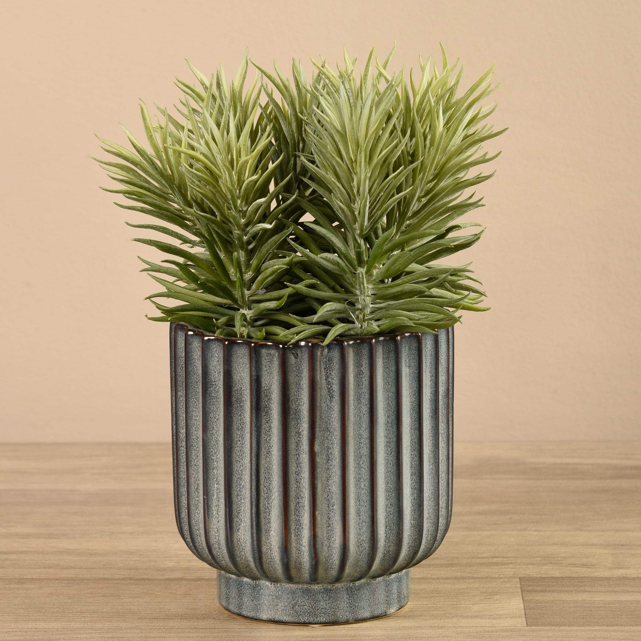 Potted Succulent