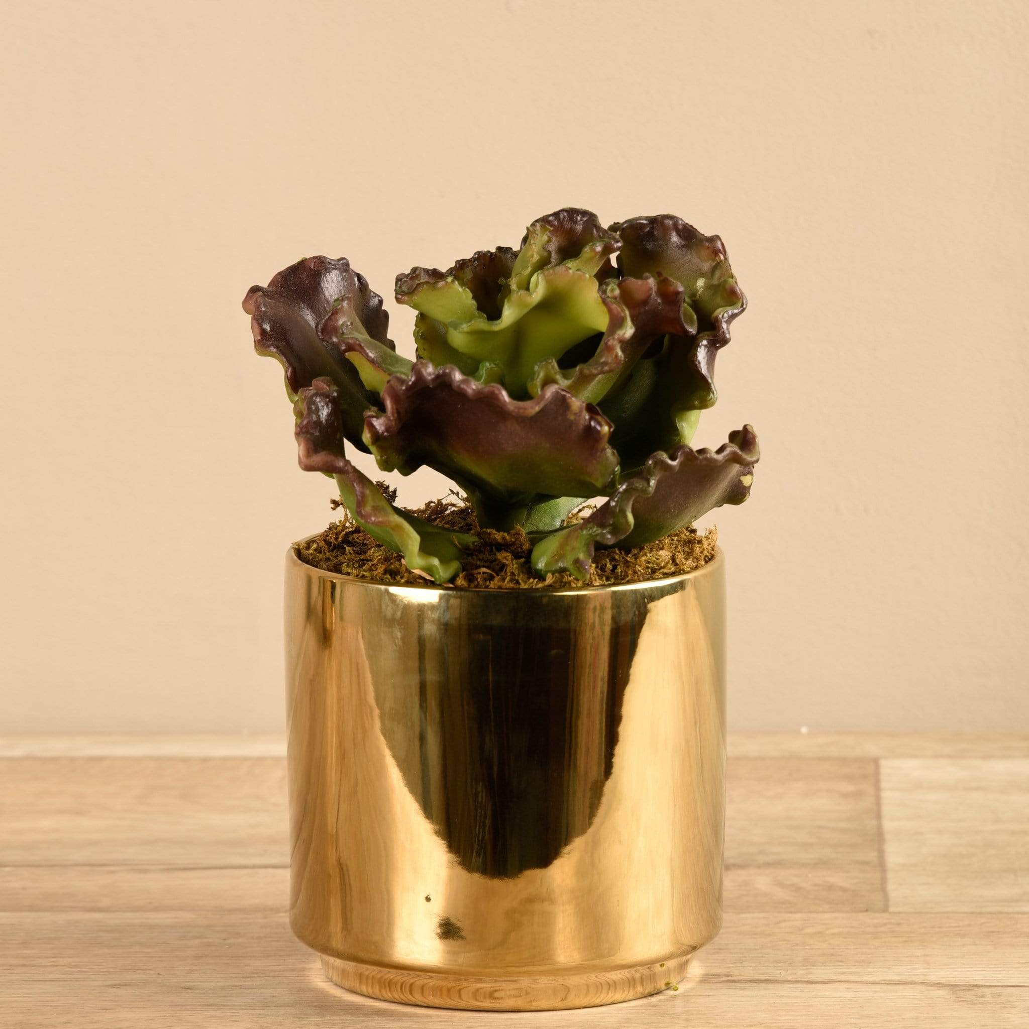 Potted Succulent