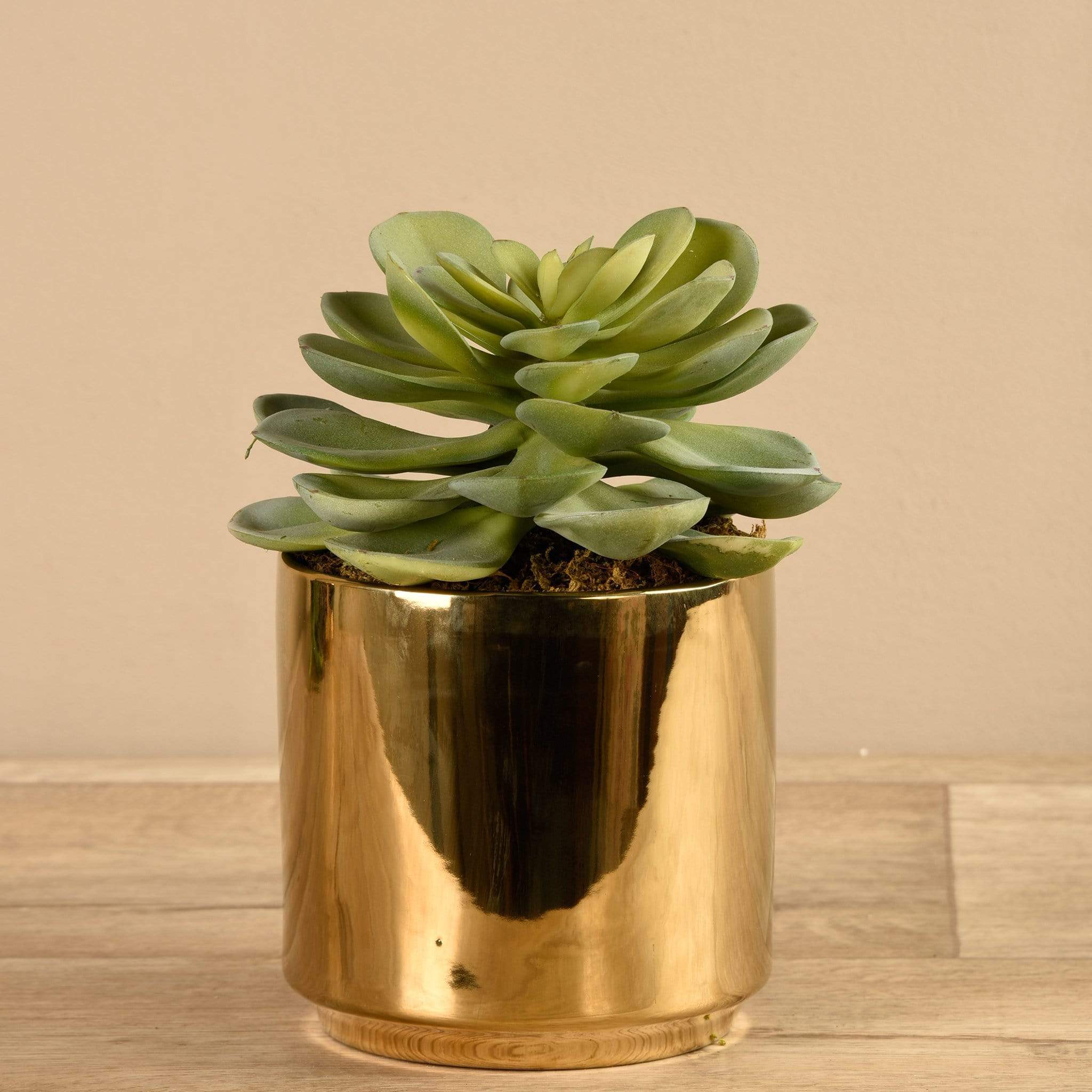 Potted Succulent