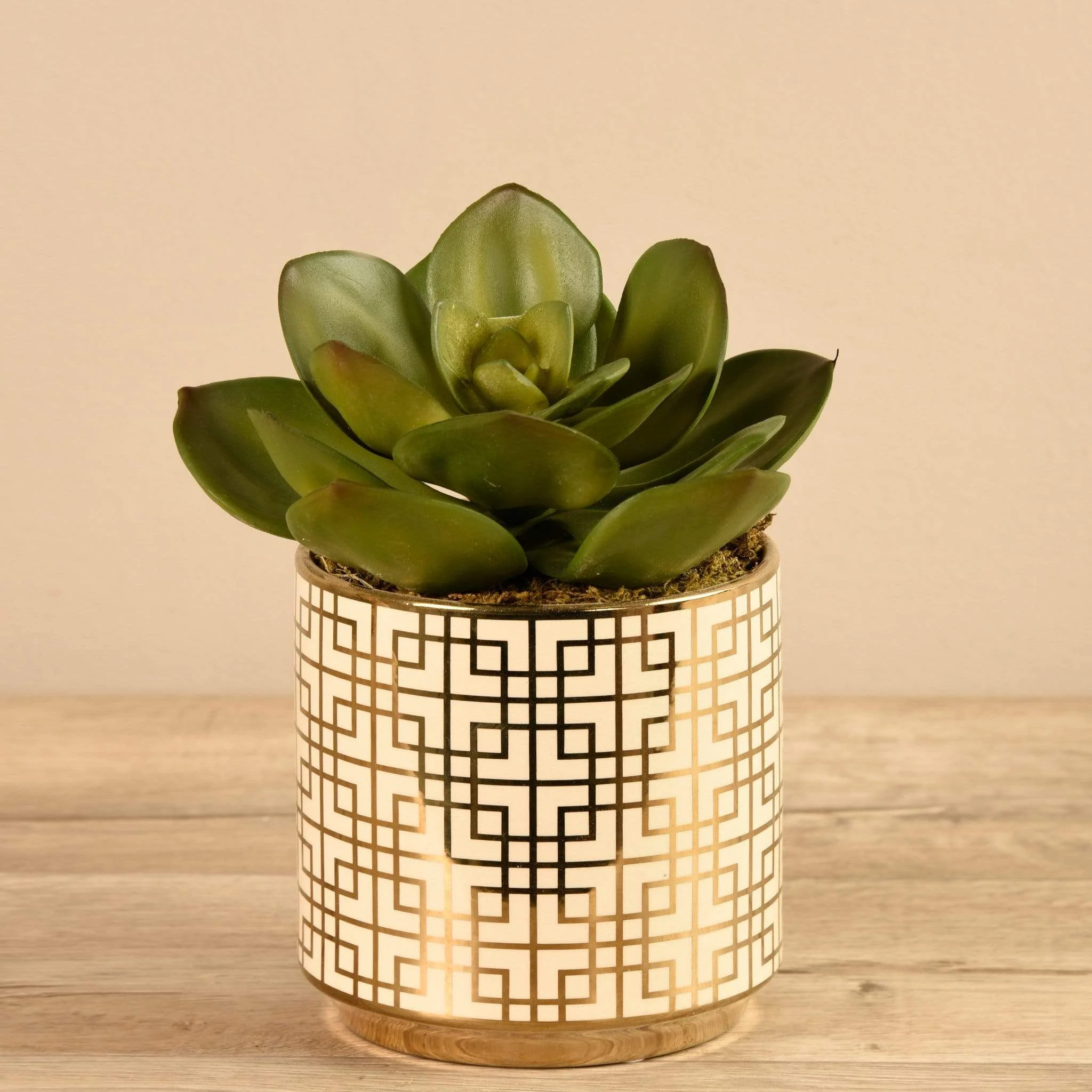 Potted Succulent
