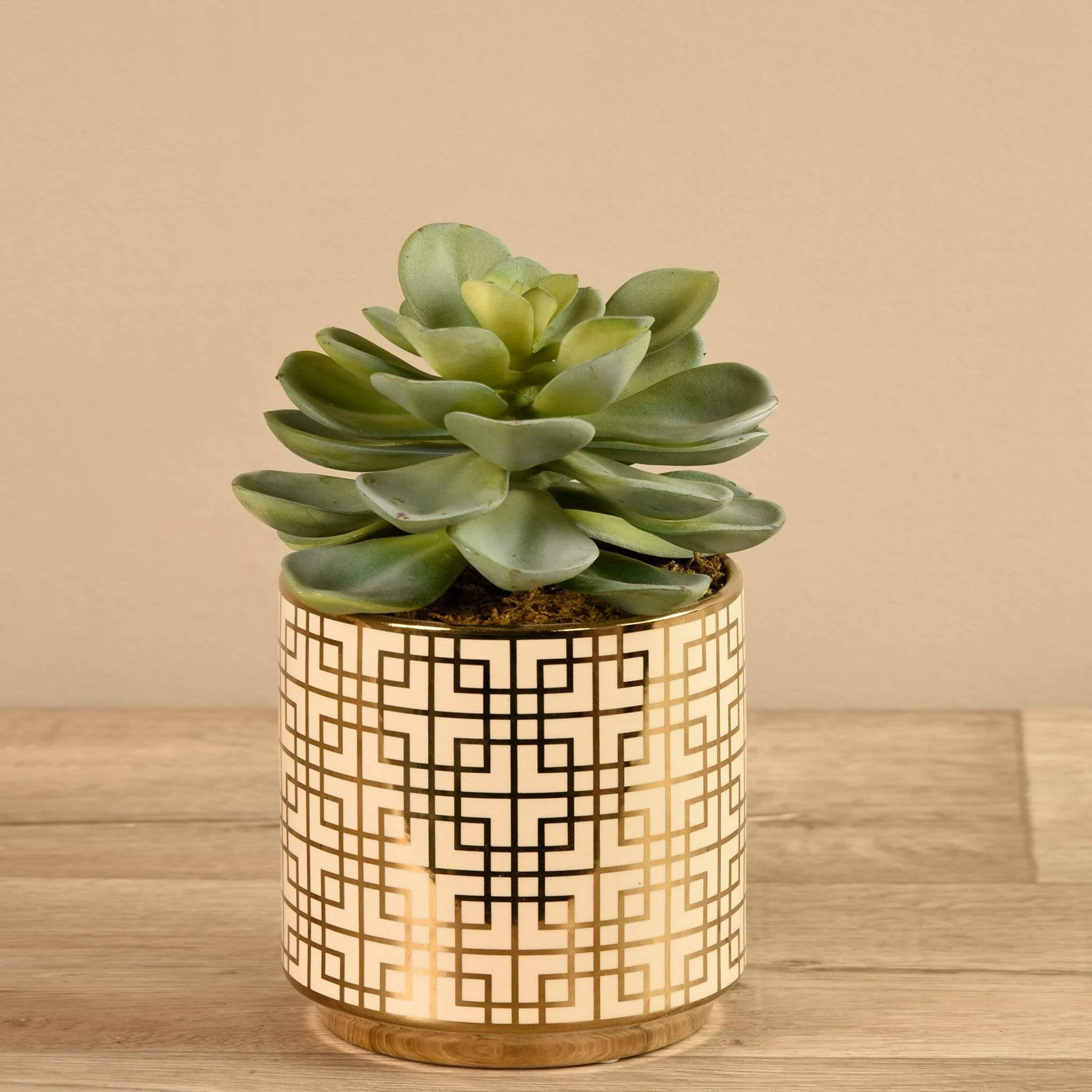 Potted Succulent