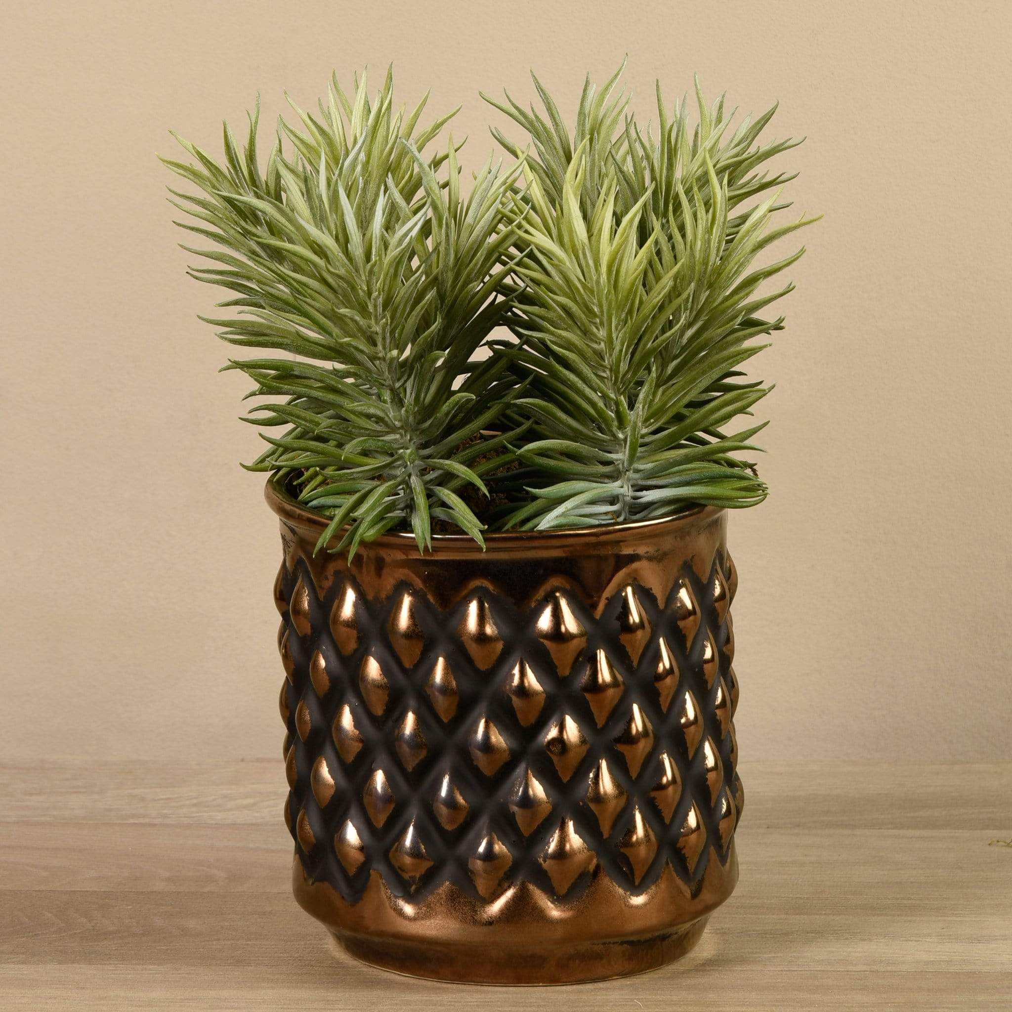 Potted Succulent
