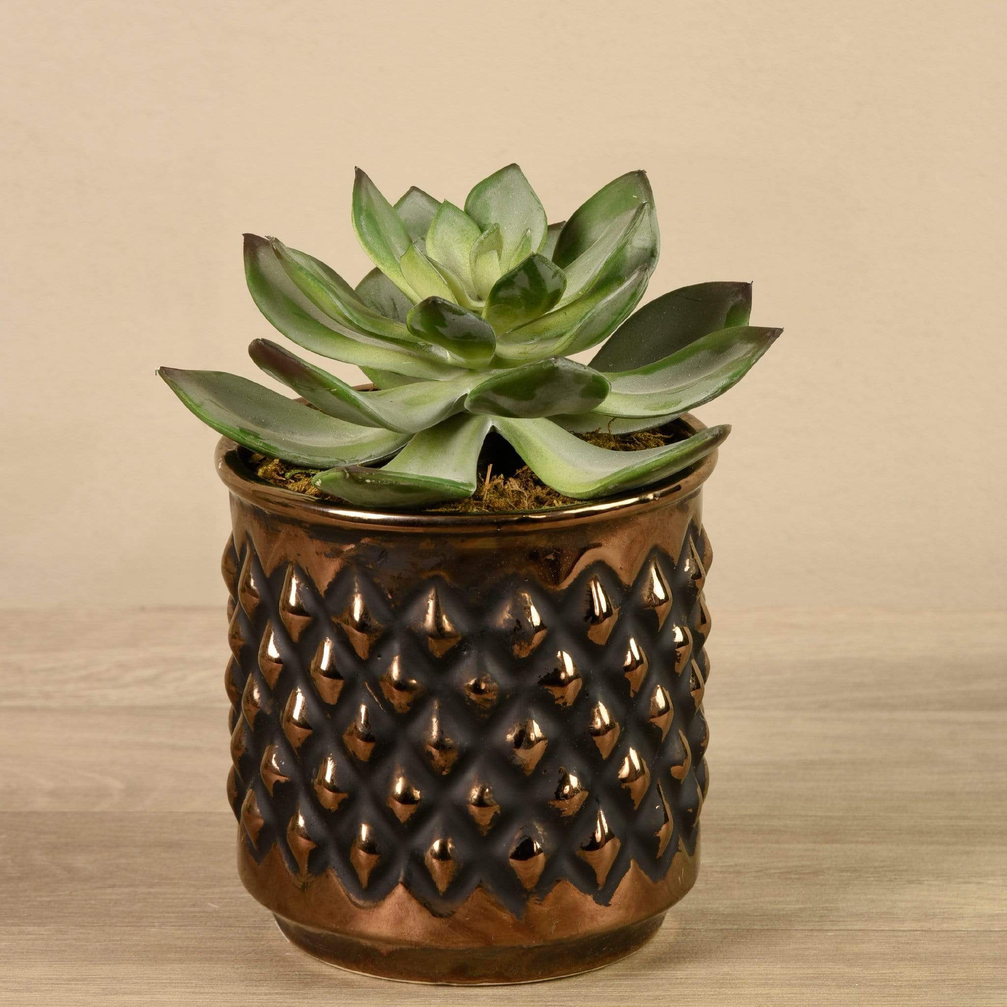Potted Succulent