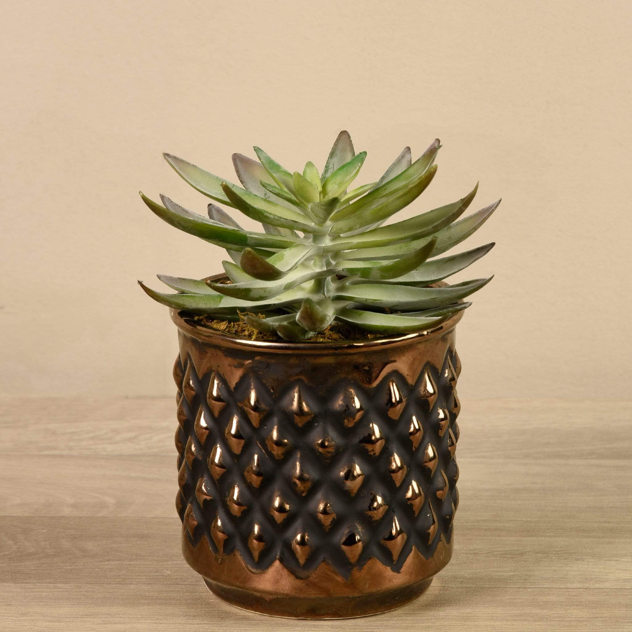 Potted Succulent