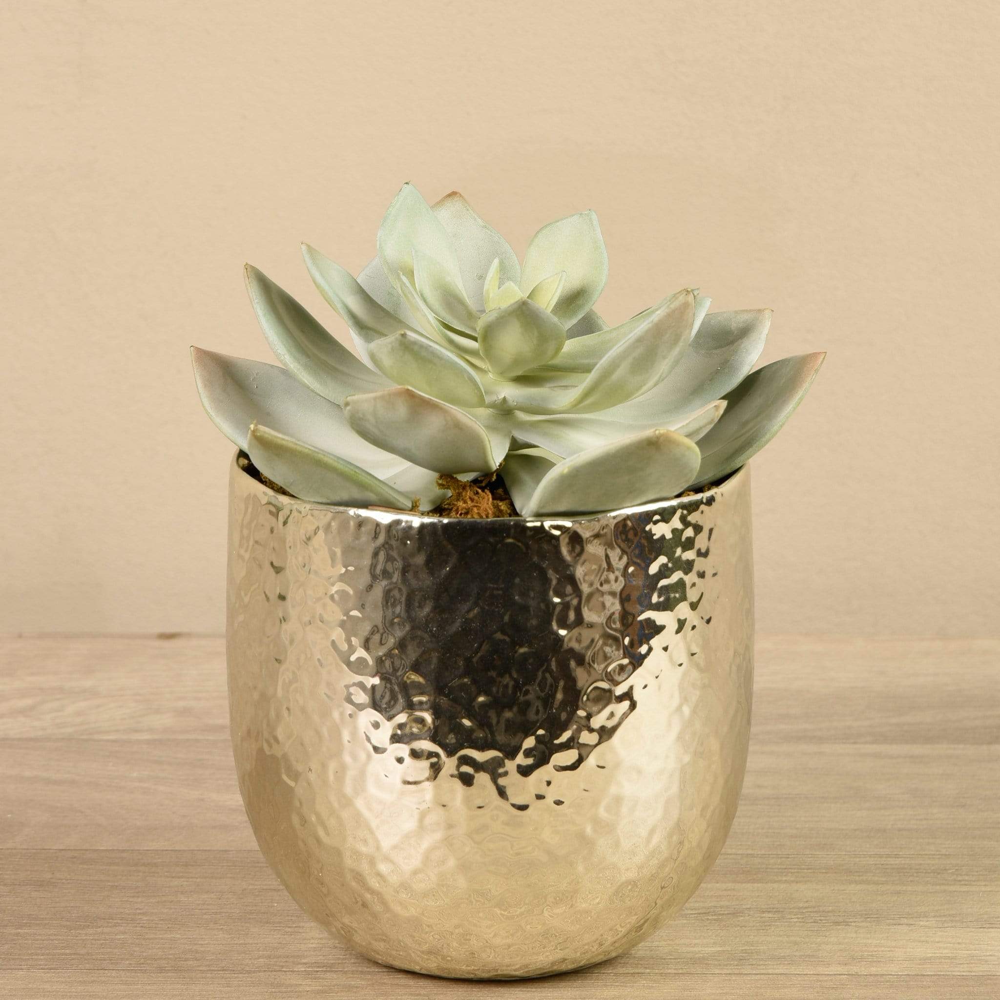 Potted Succulent