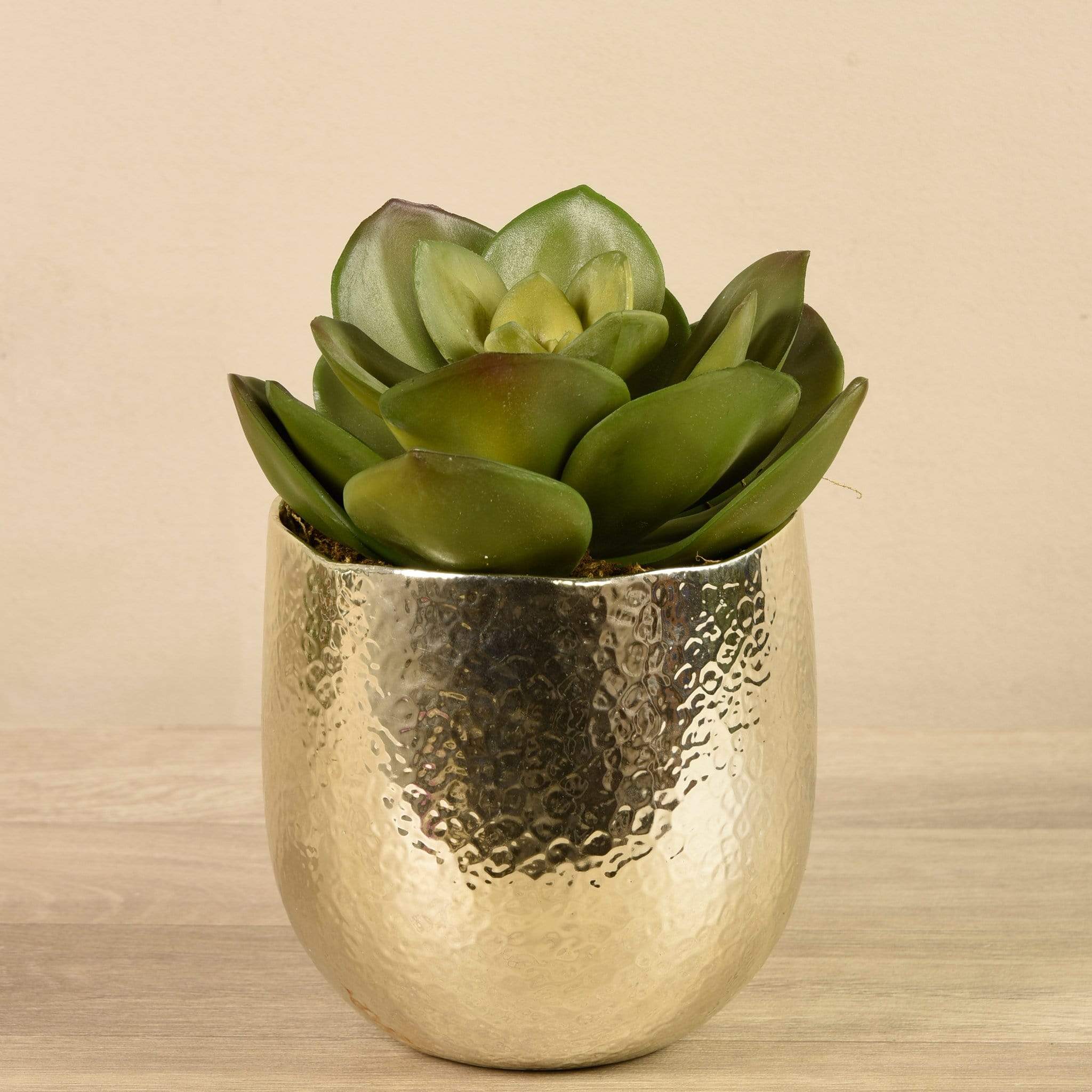 Potted Succulent