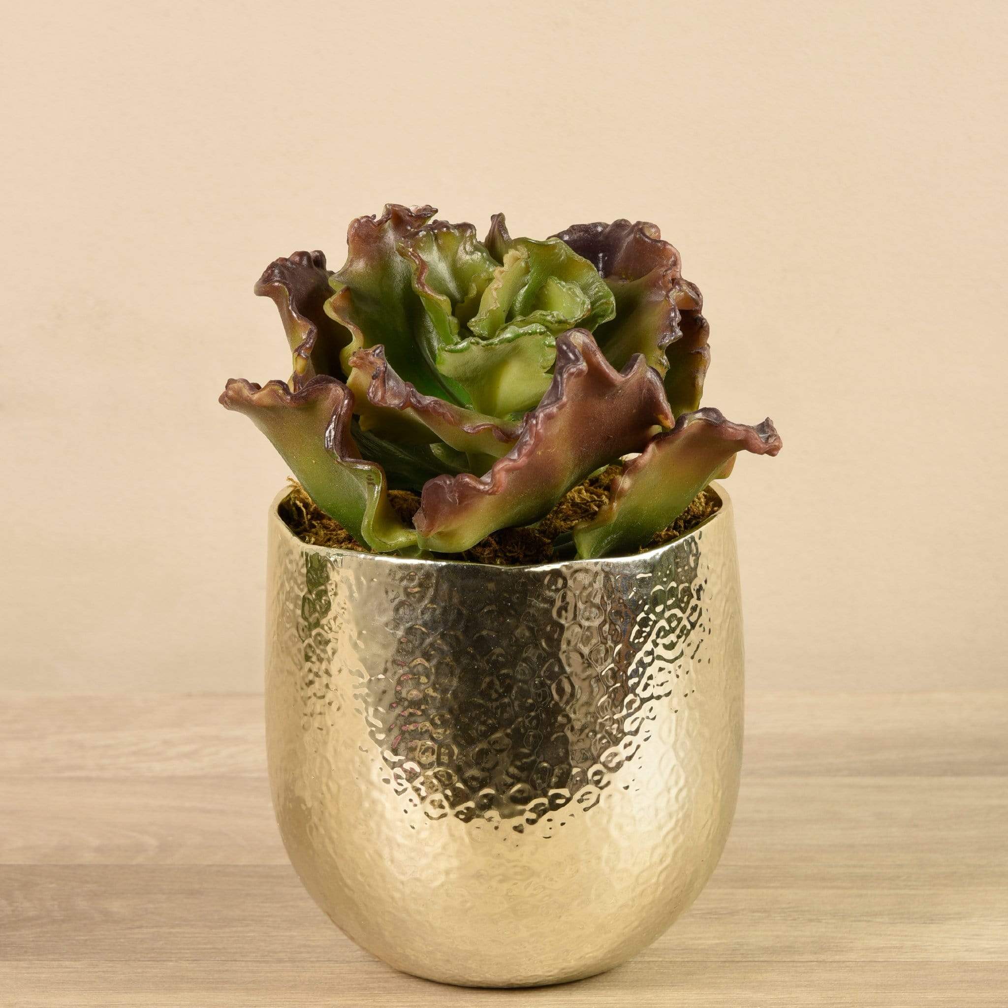 Potted Succulent