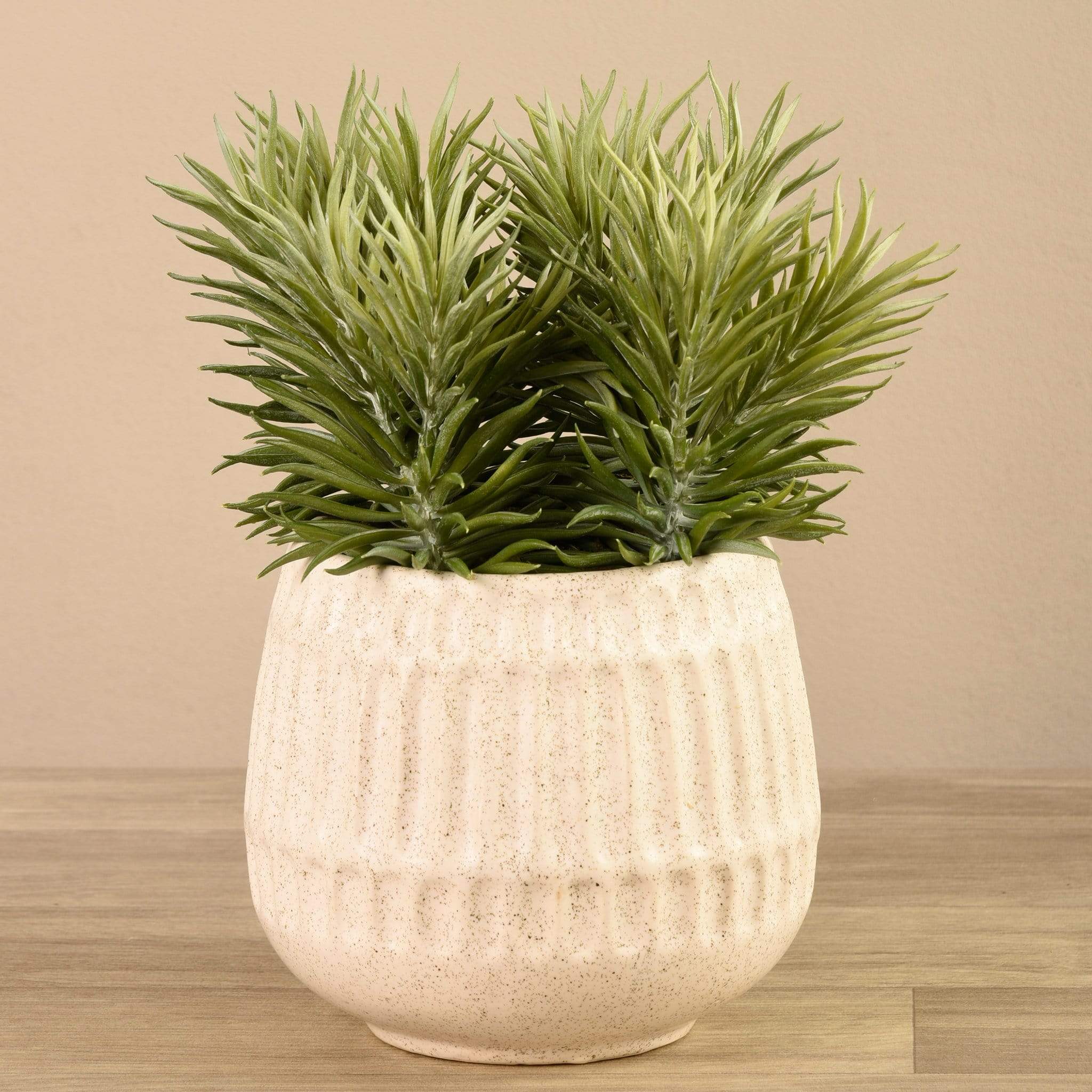 Potted Succulent
