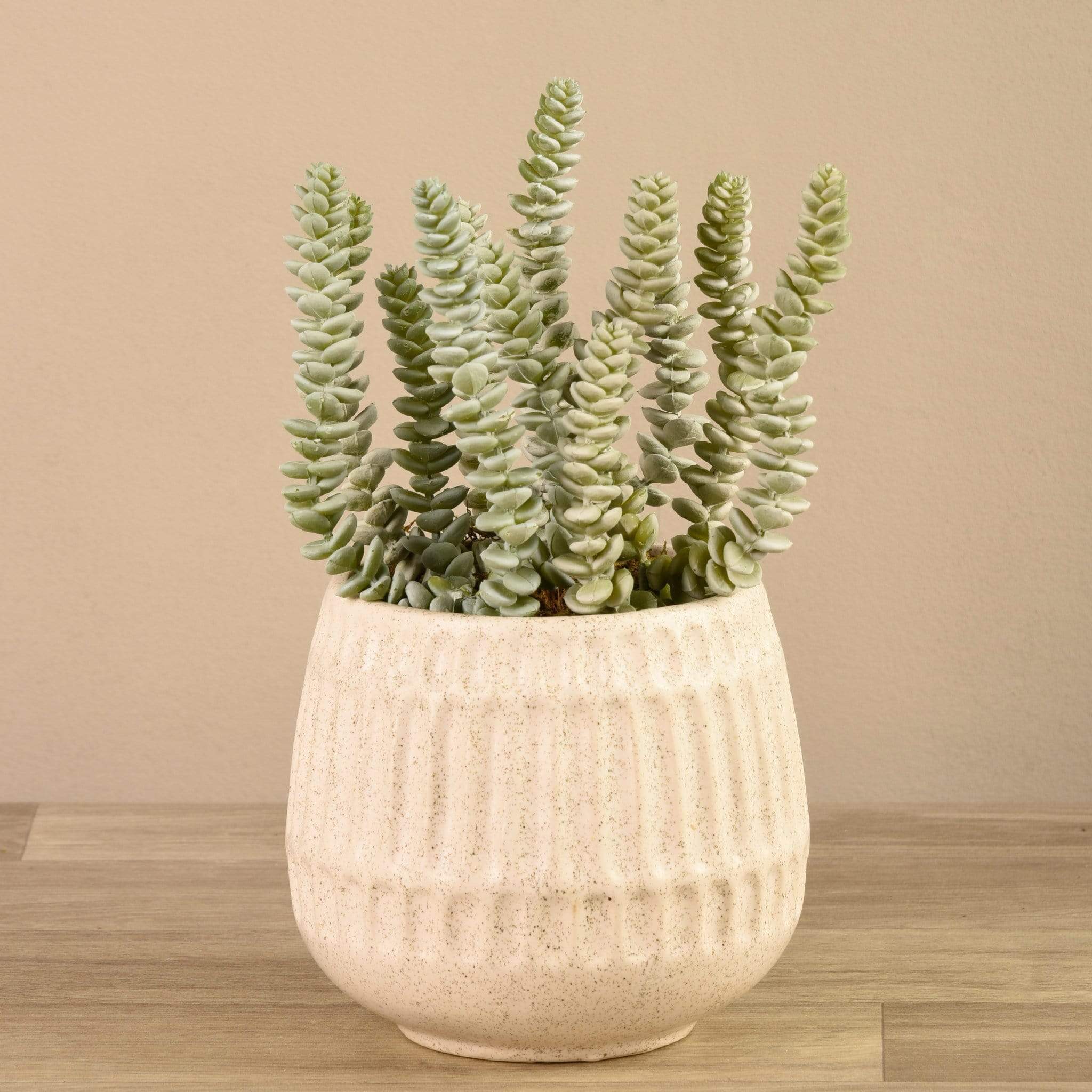 Potted Succulent