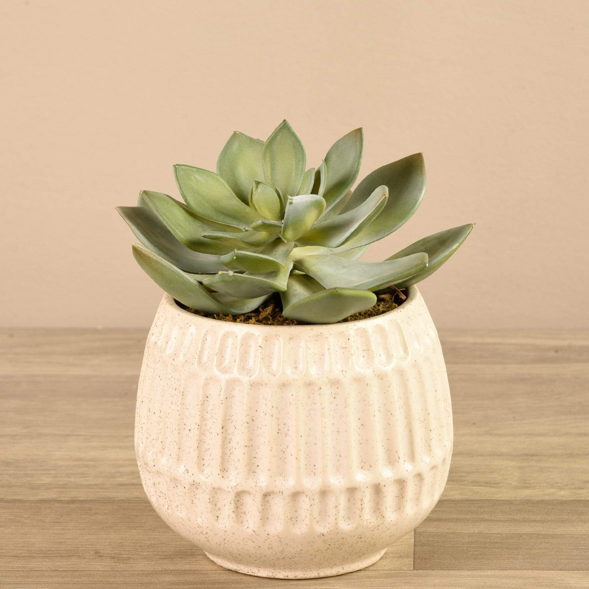 Potted Succulent