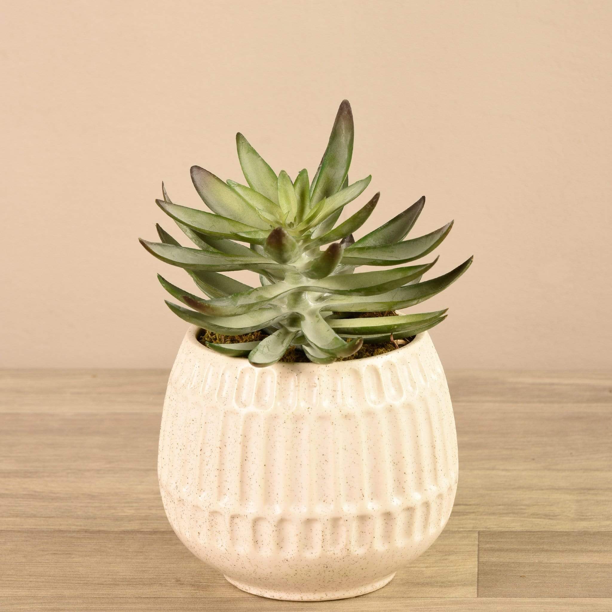 Potted Succulent