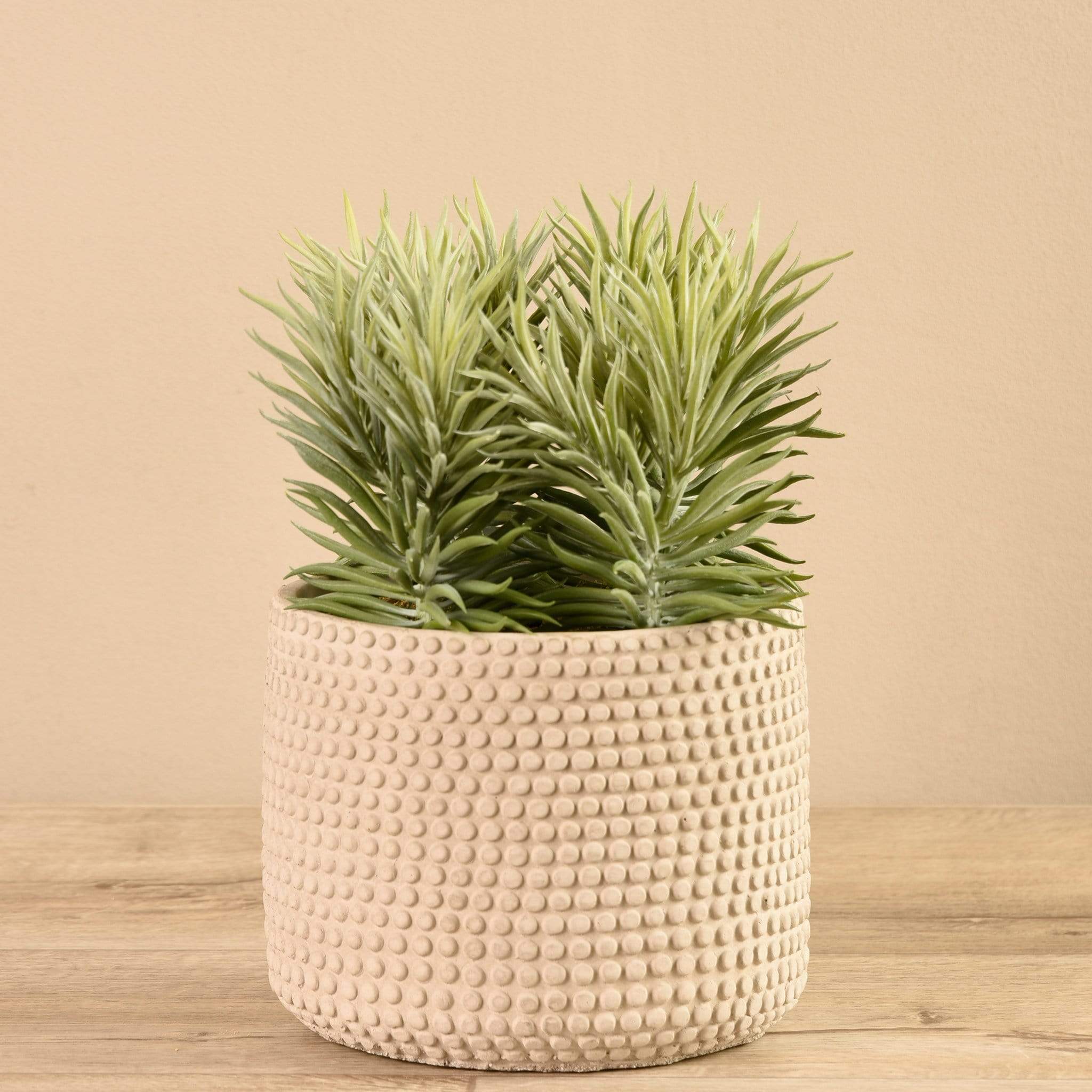 Potted Succulent