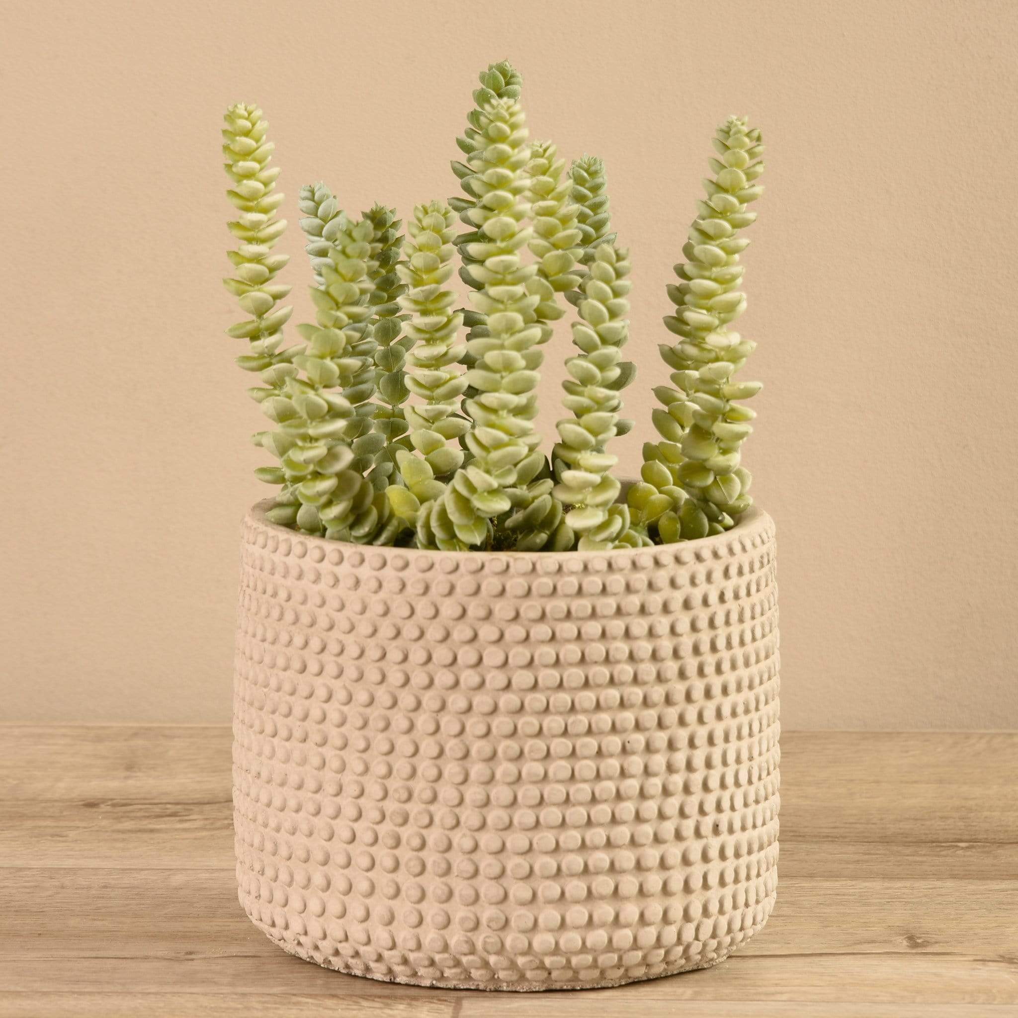 Potted Succulent