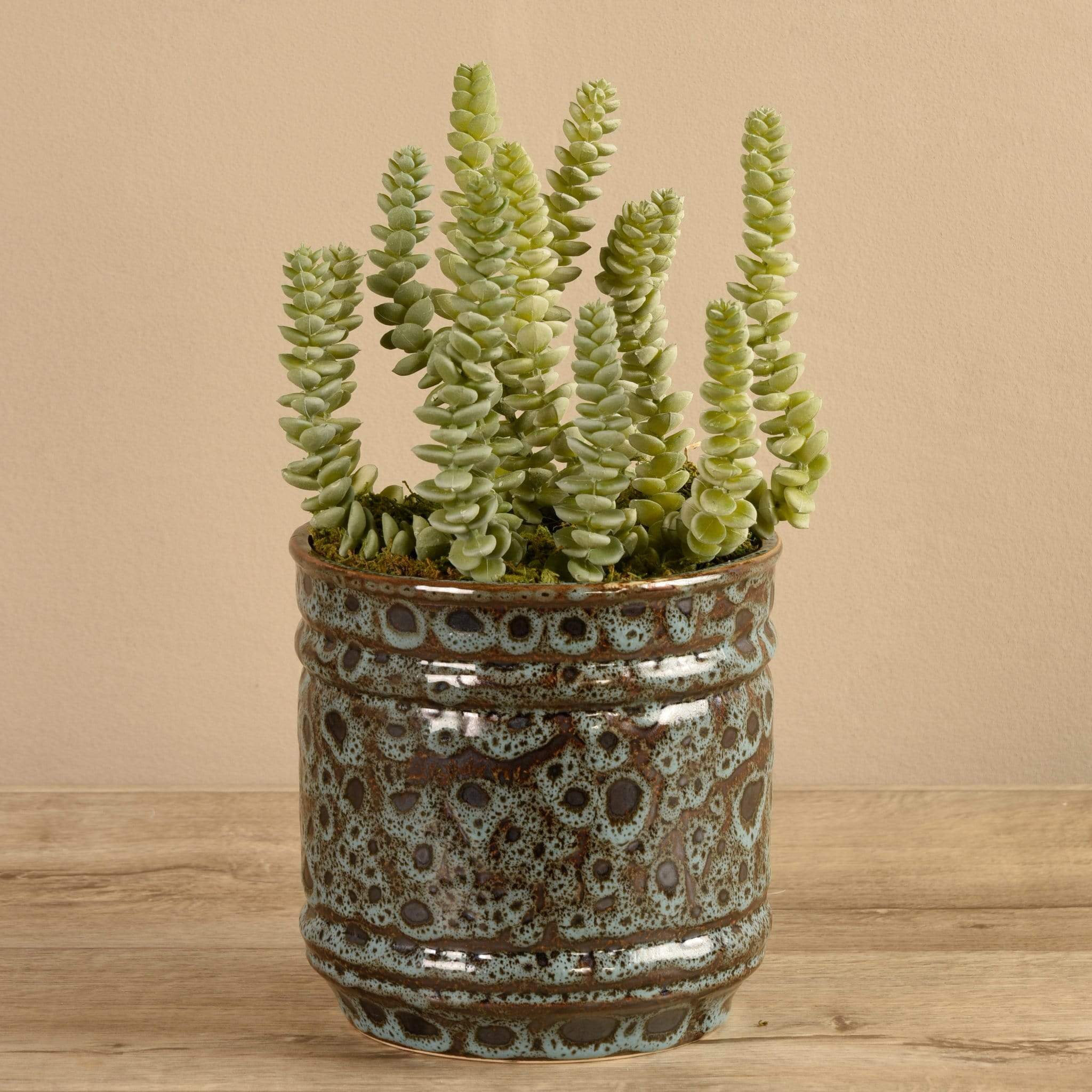 Potted Succulent
