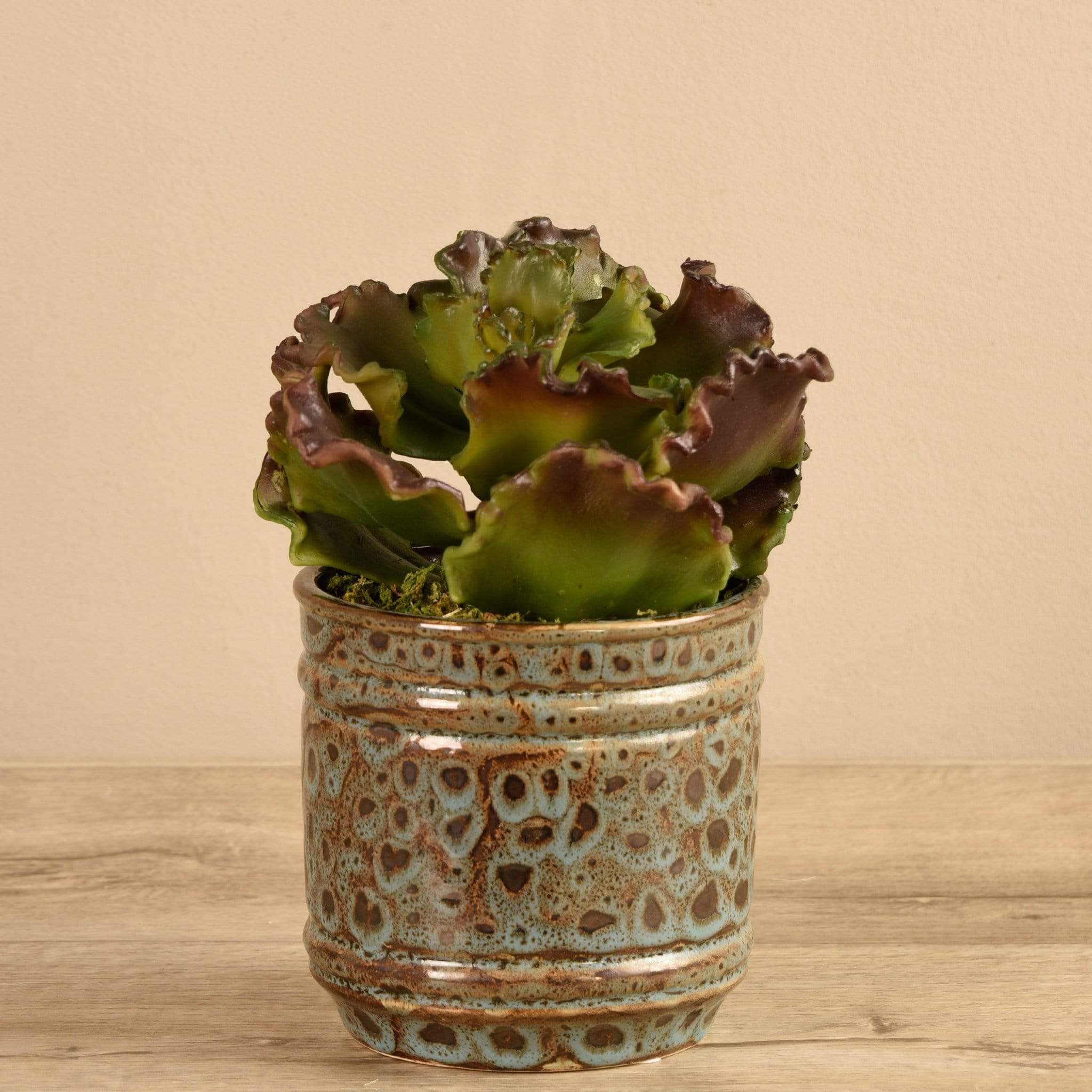 Potted Succulent