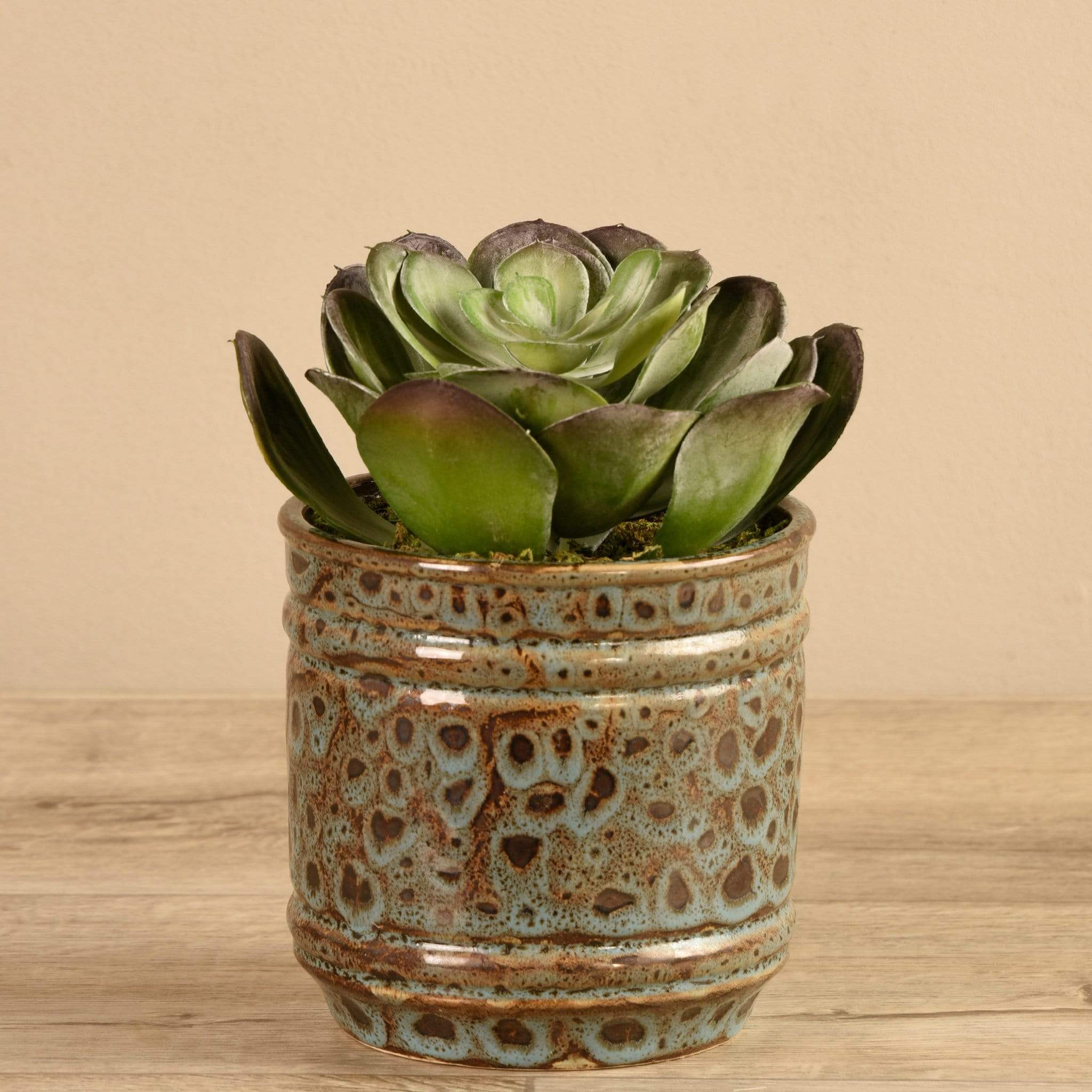 Potted Succulent