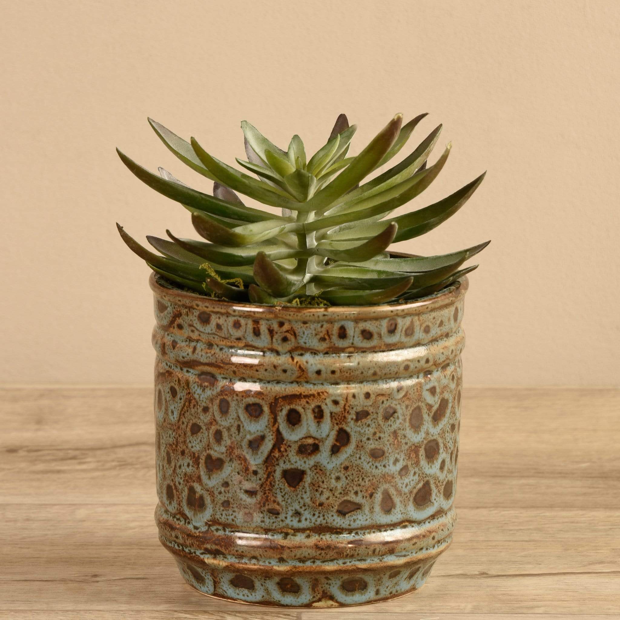Potted Succulent
