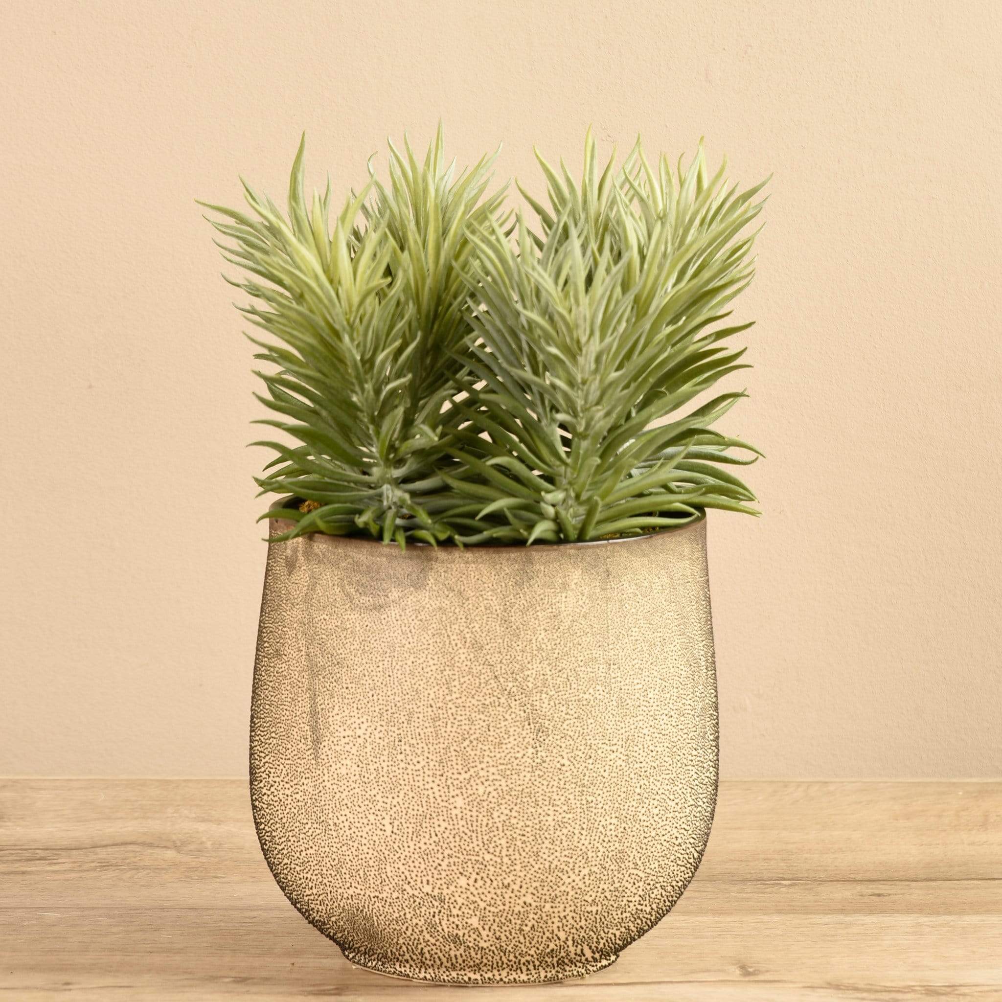 Potted Succulent