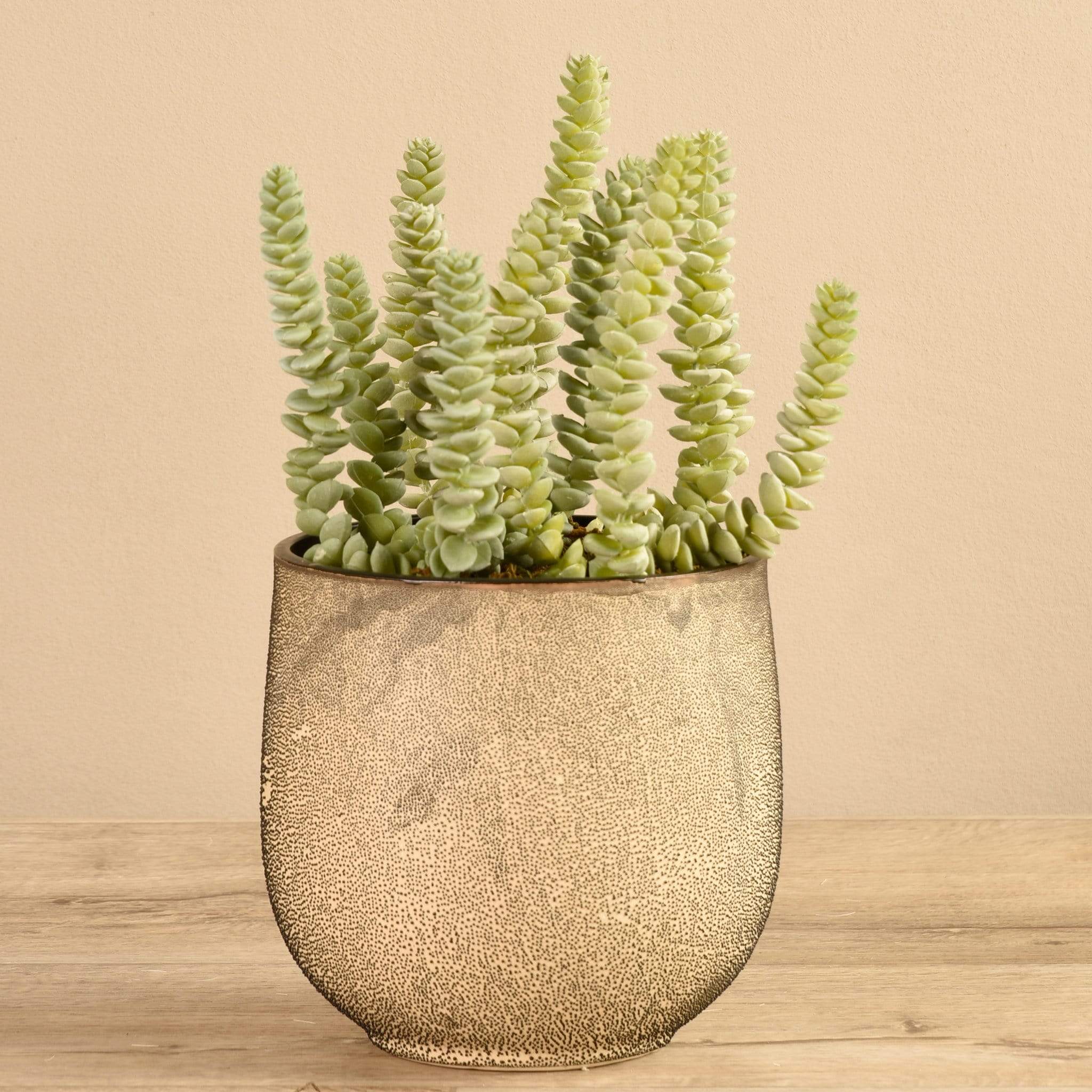 Potted Succulent