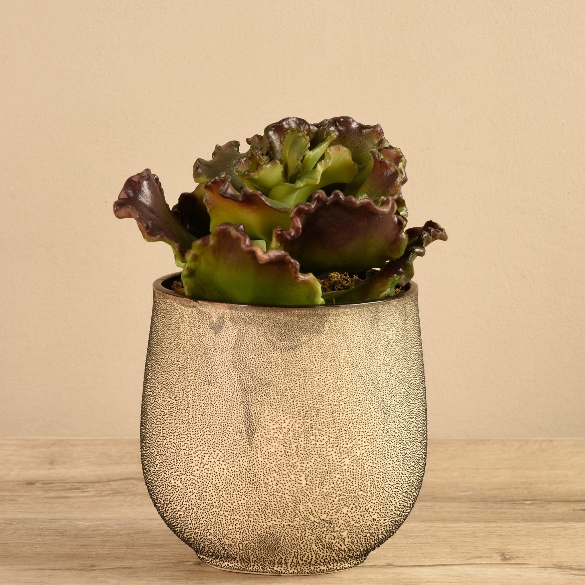 Potted Succulent