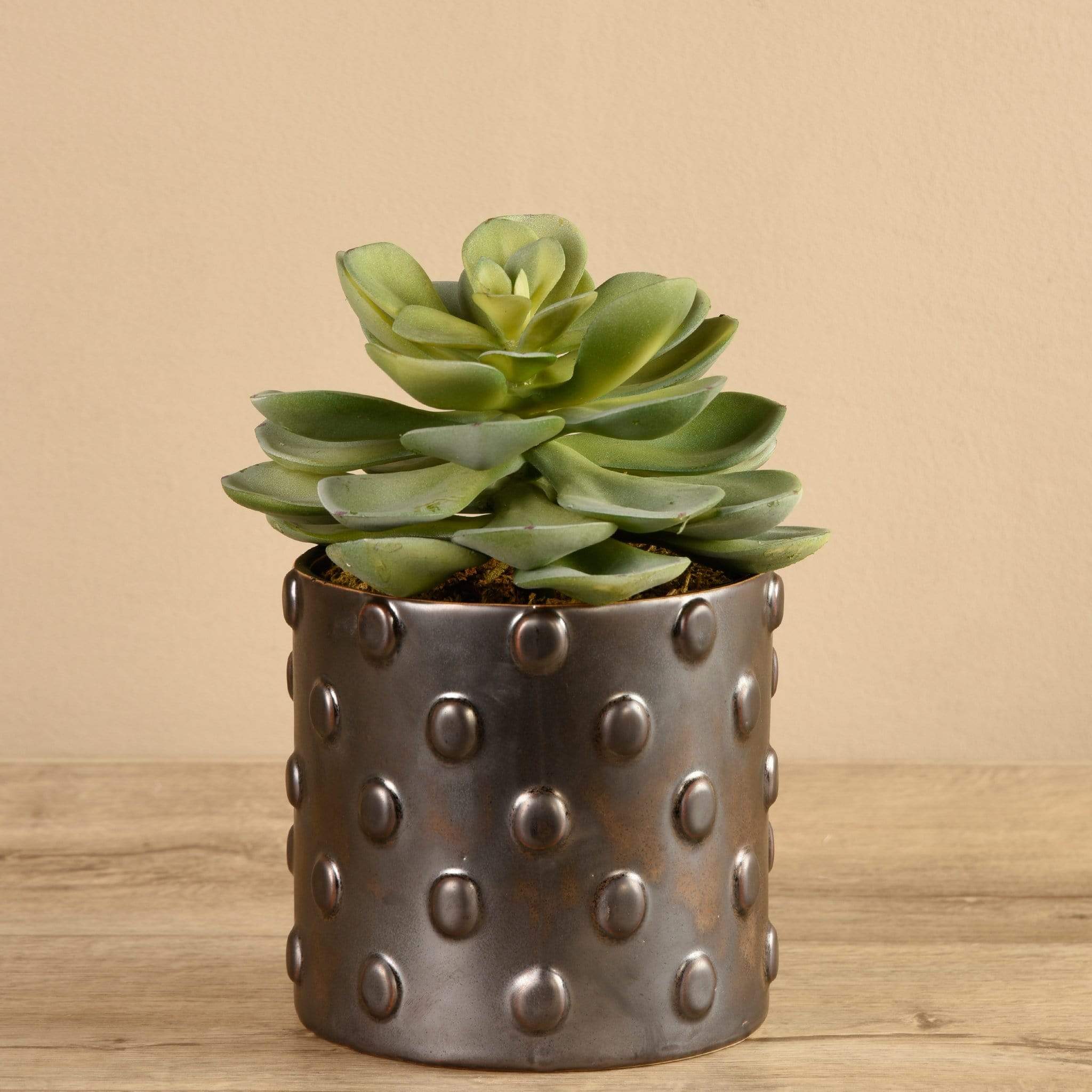 Potted Succulent