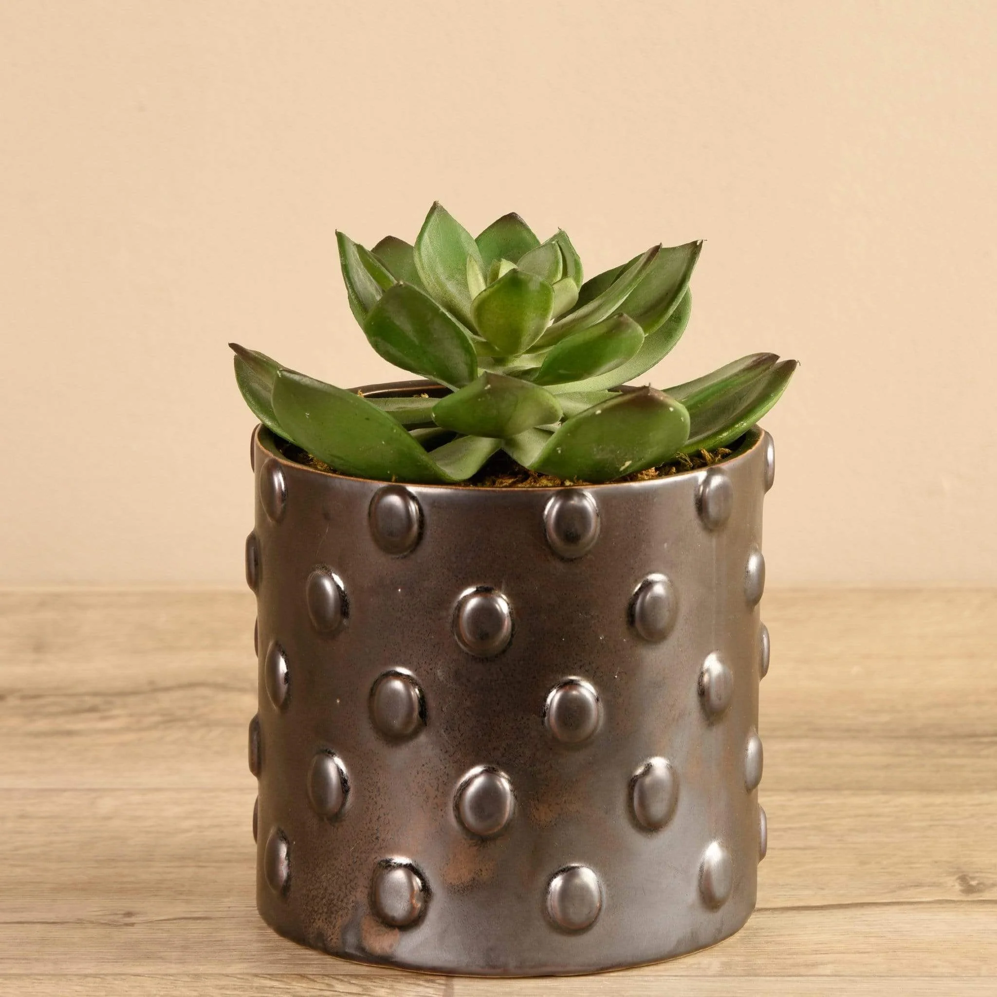 Potted Succulent