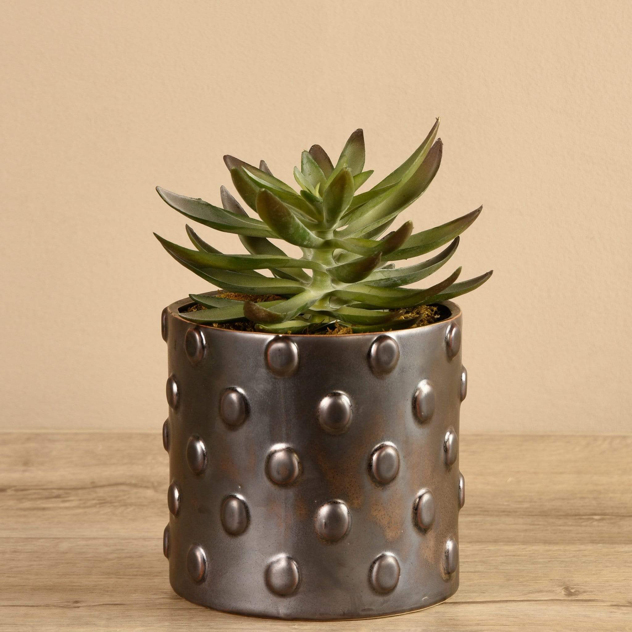 Potted Succulent